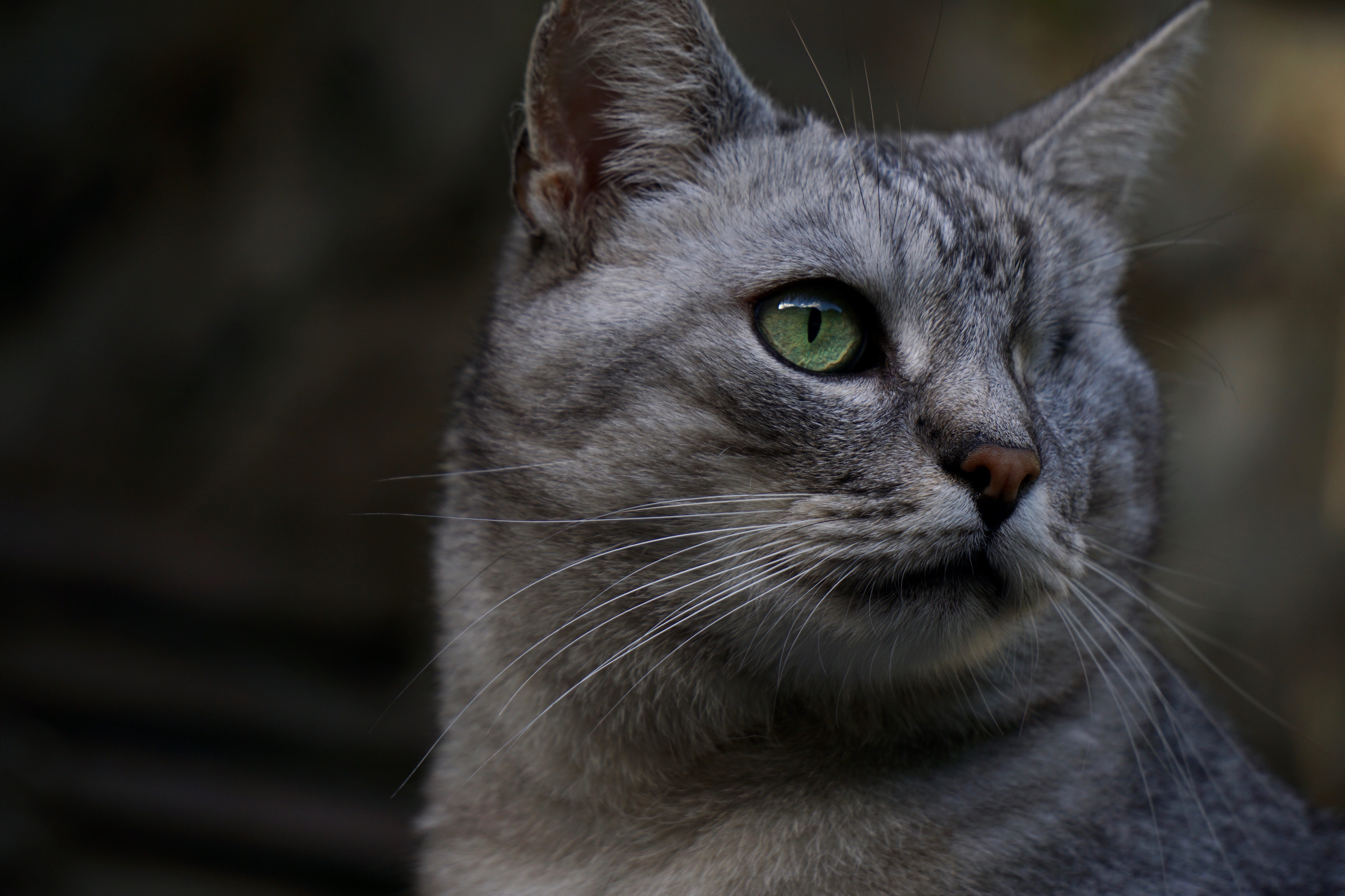 cat, whiskers, animal body part, domestic cat, animal, portrait, feline, eye, pets, animal head, one animal, animal themes, close-up, domestic, domestic animals, HD Wallpaper