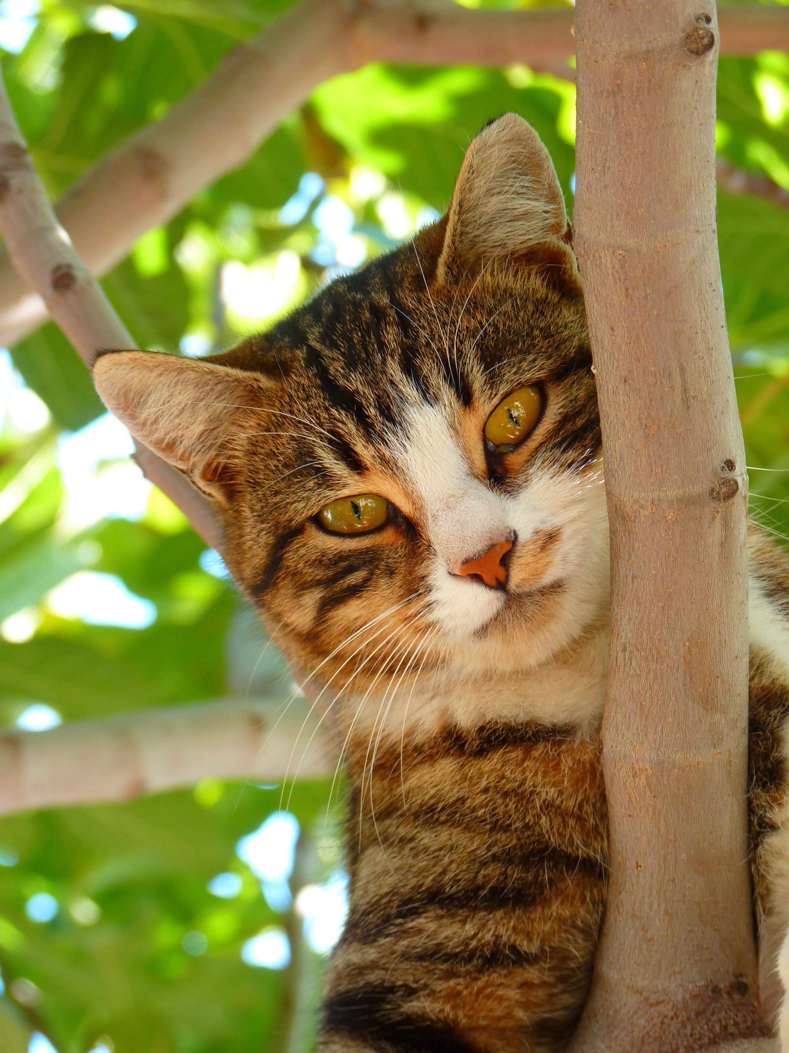 dear, day, animal eye, felis silvestris catus, brown, animal head, looking, animal themes, pets, cat, feline, 4K, tree, one animal, domestic, mammal, playful, Phone HD Wallpaper