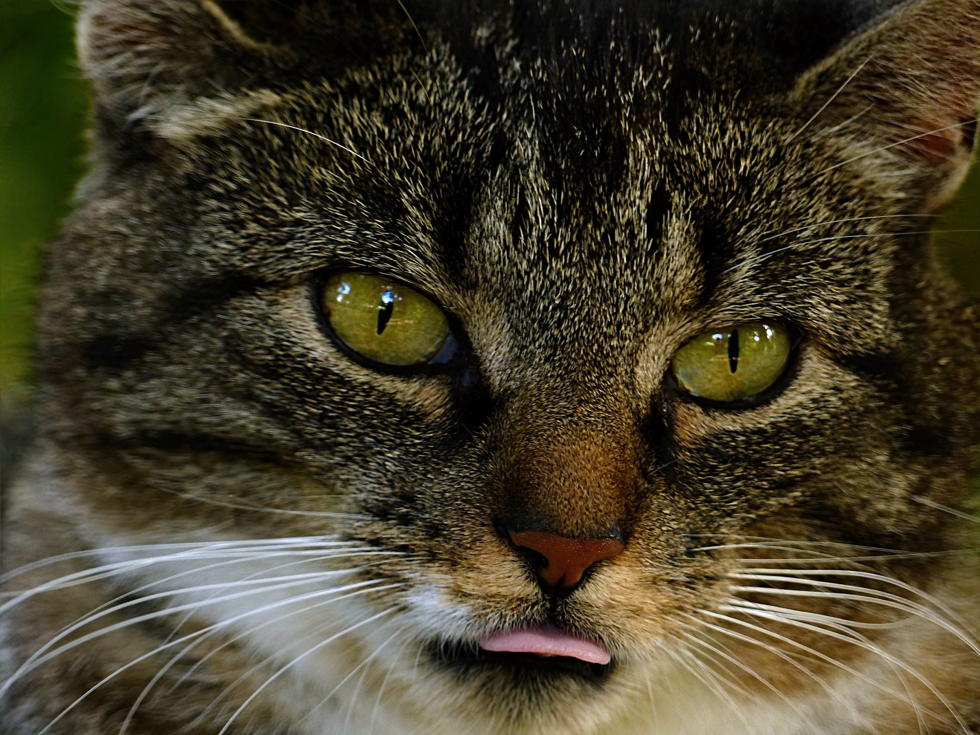 brown, mammal, tongue, domestic, closeup, looking at camera, whisker, tabby, body part, animal eye, pets, no people, one animal, animal, close-up, domestic animals, HD Wallpaper