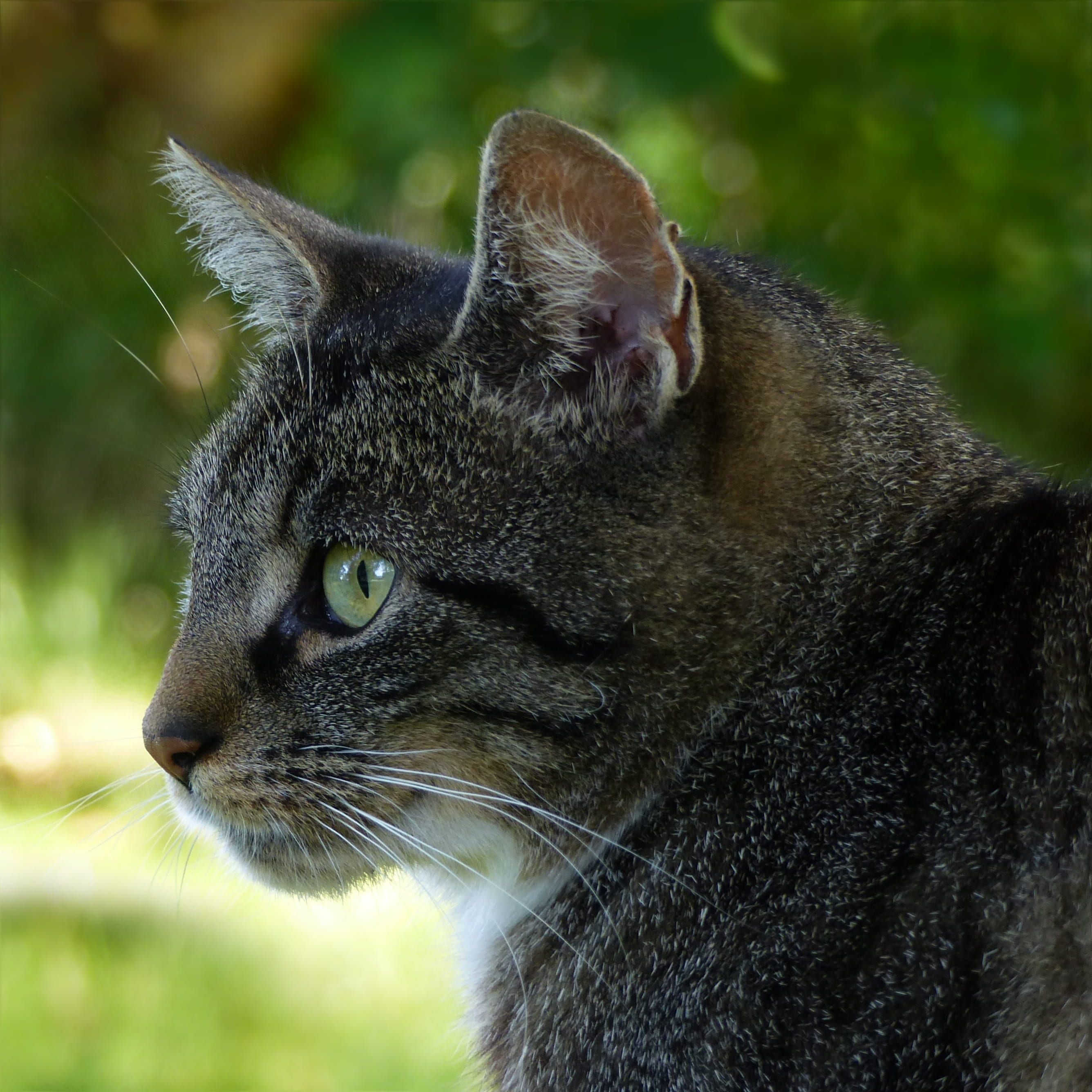 whisker, profile view, grey white, domestic cat, pets, animal head, animal themes, nature, summer, domestic, no people, feline, snout, photo, vertebrate, Phone HD Wallpaper