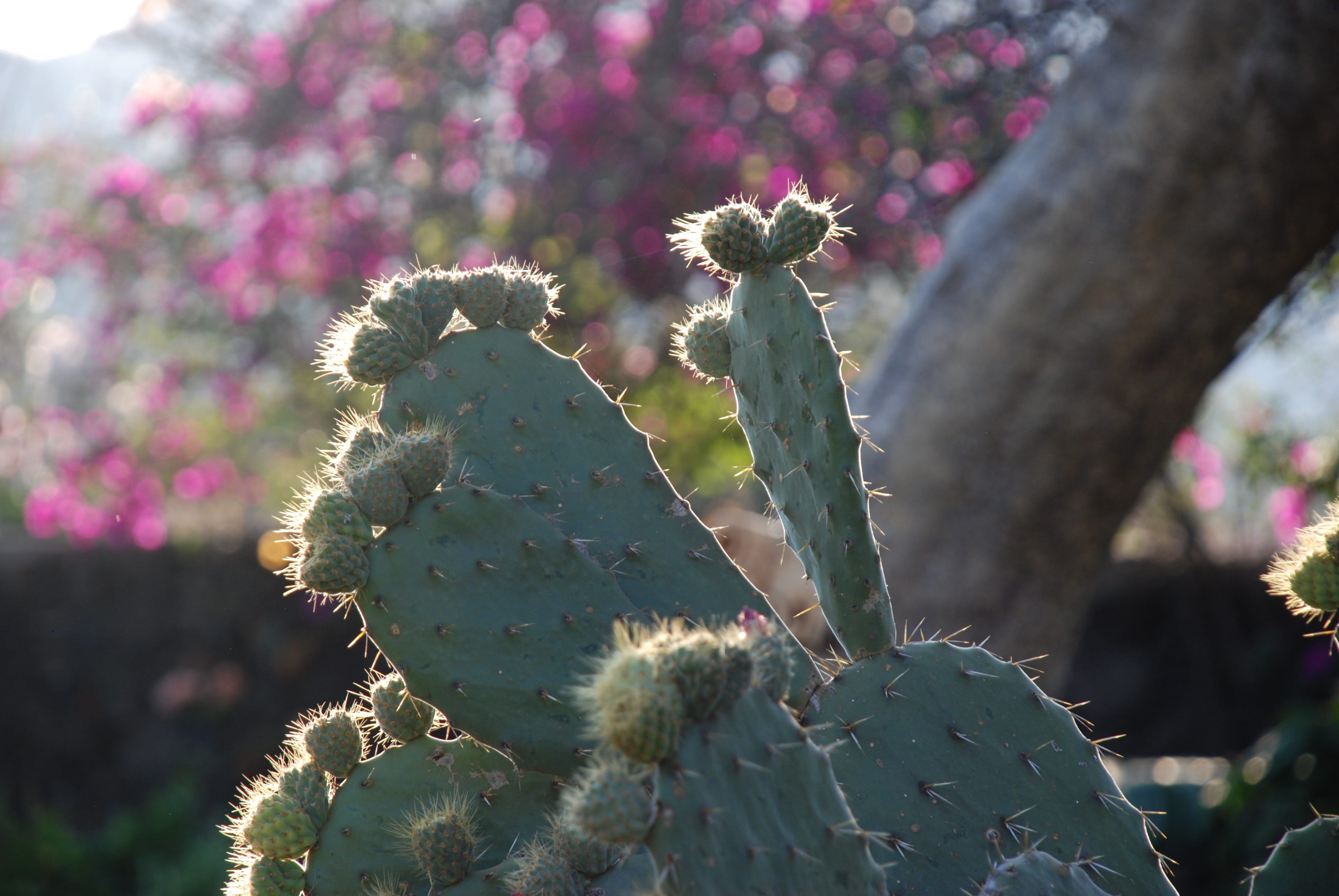 mexico, nopal, flowering plant, springtime, tepoztlan, building, nature, catus, old, flower, architecture, desert, cerros, no people, day, thorn, vacation on mexico, HD Wallpaper