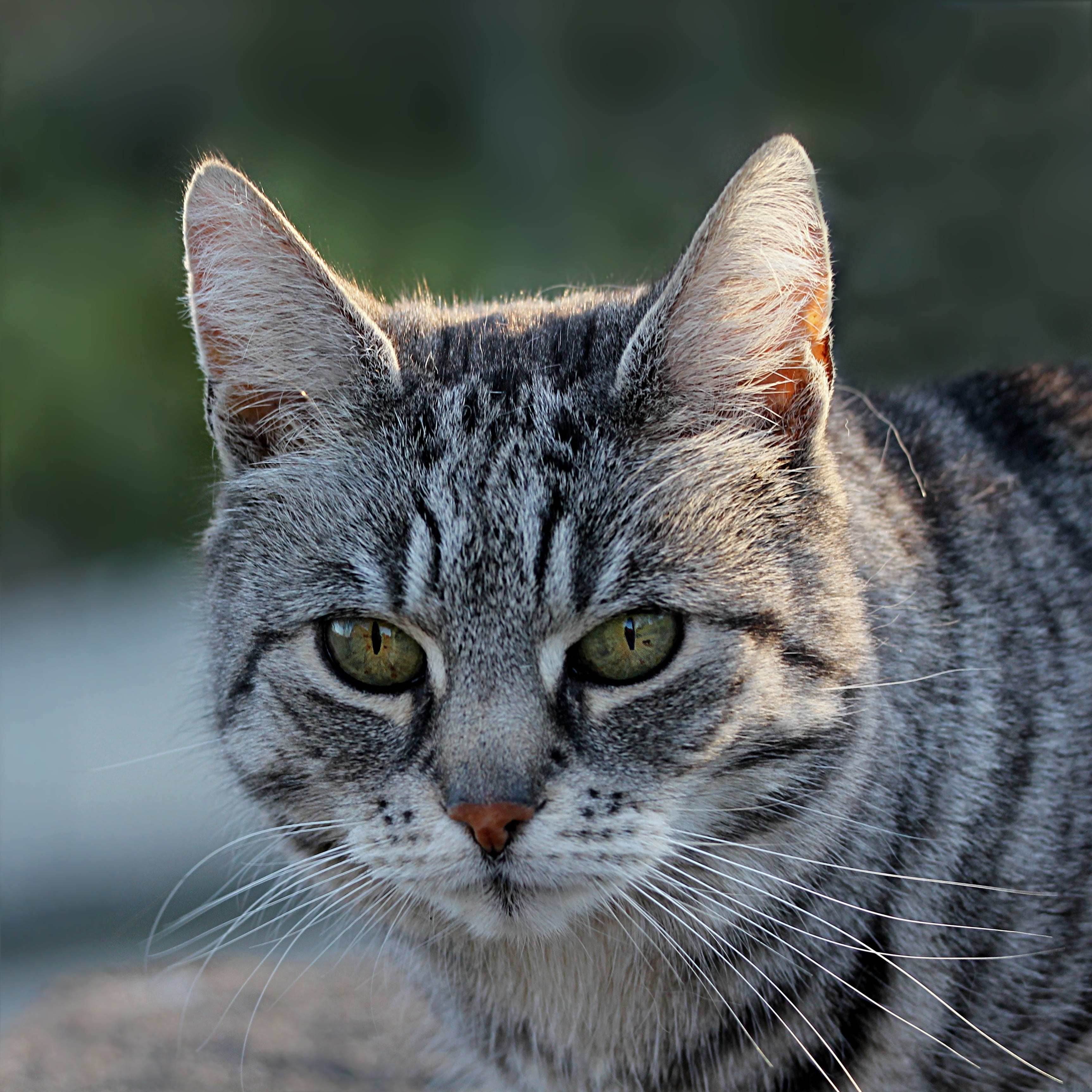 attention, vertebrate, domestic animals, pretty, tabby, grey white, fur, mackerel, domestic, focus on foreground, animal themes, cute, animal eye, yellow eyes, Phone HD Wallpaper