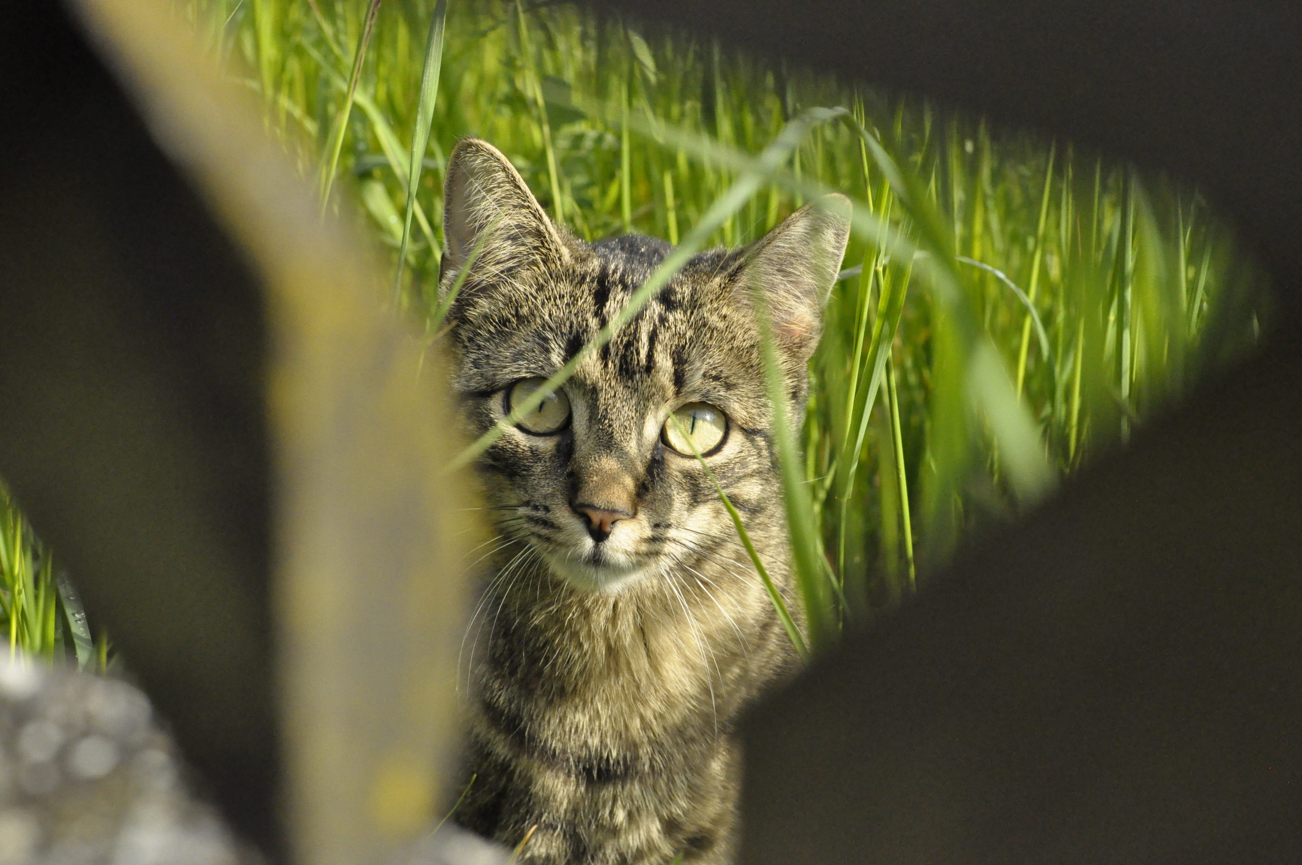 pet, intimated, day, wood, green, tiger cat, looking at camera, fence, hunt, domestic cat, mammal, stalking, nature, adidas, hunter, sit, cat face, grass, HD Wallpaper
