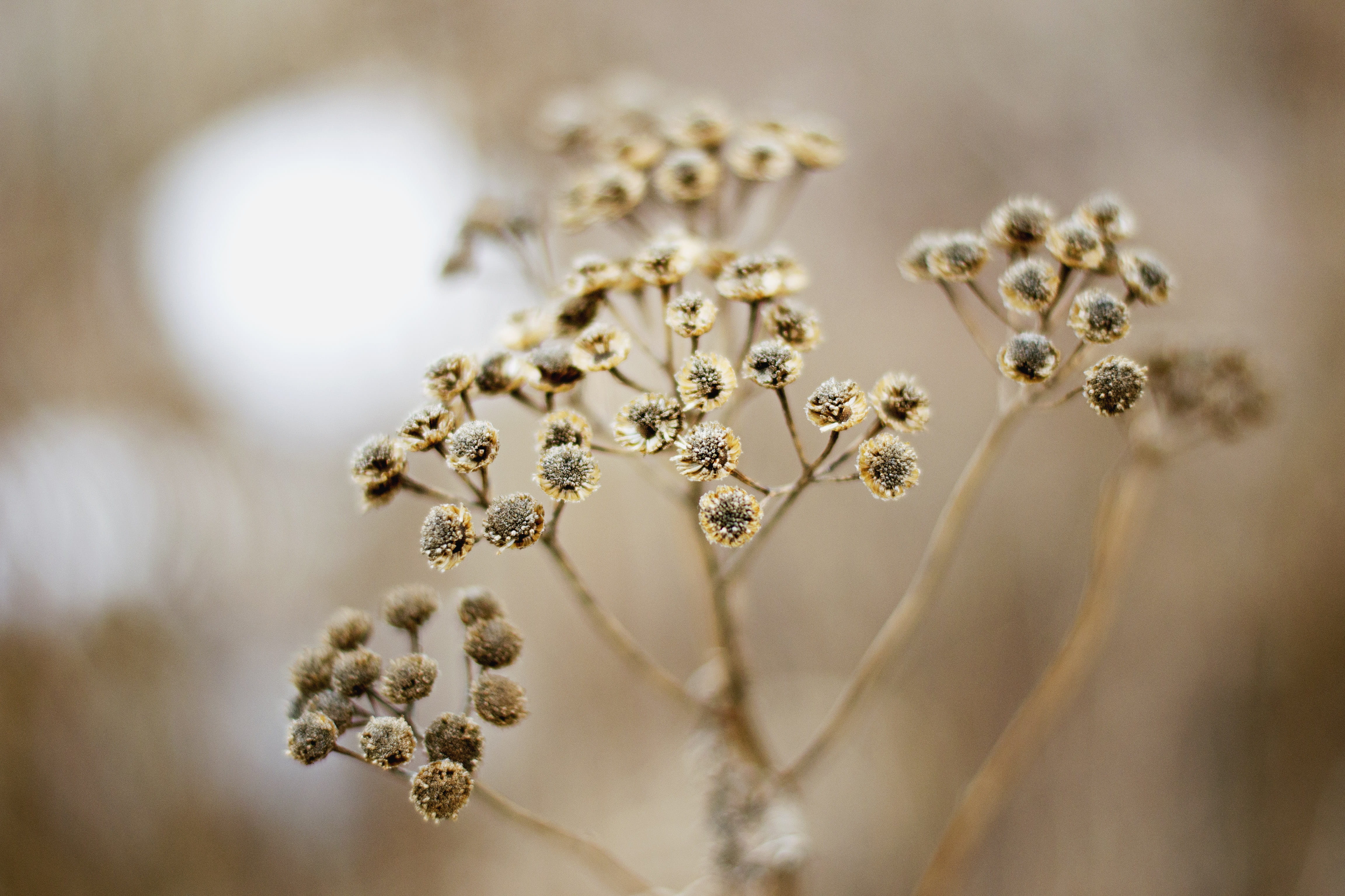 plant, freshness, flower head, studio shot, outdoors, gold colored, selective focus, blooming, silver colored, close, flora, black, 4K, focus on foreground, HD Wallpaper