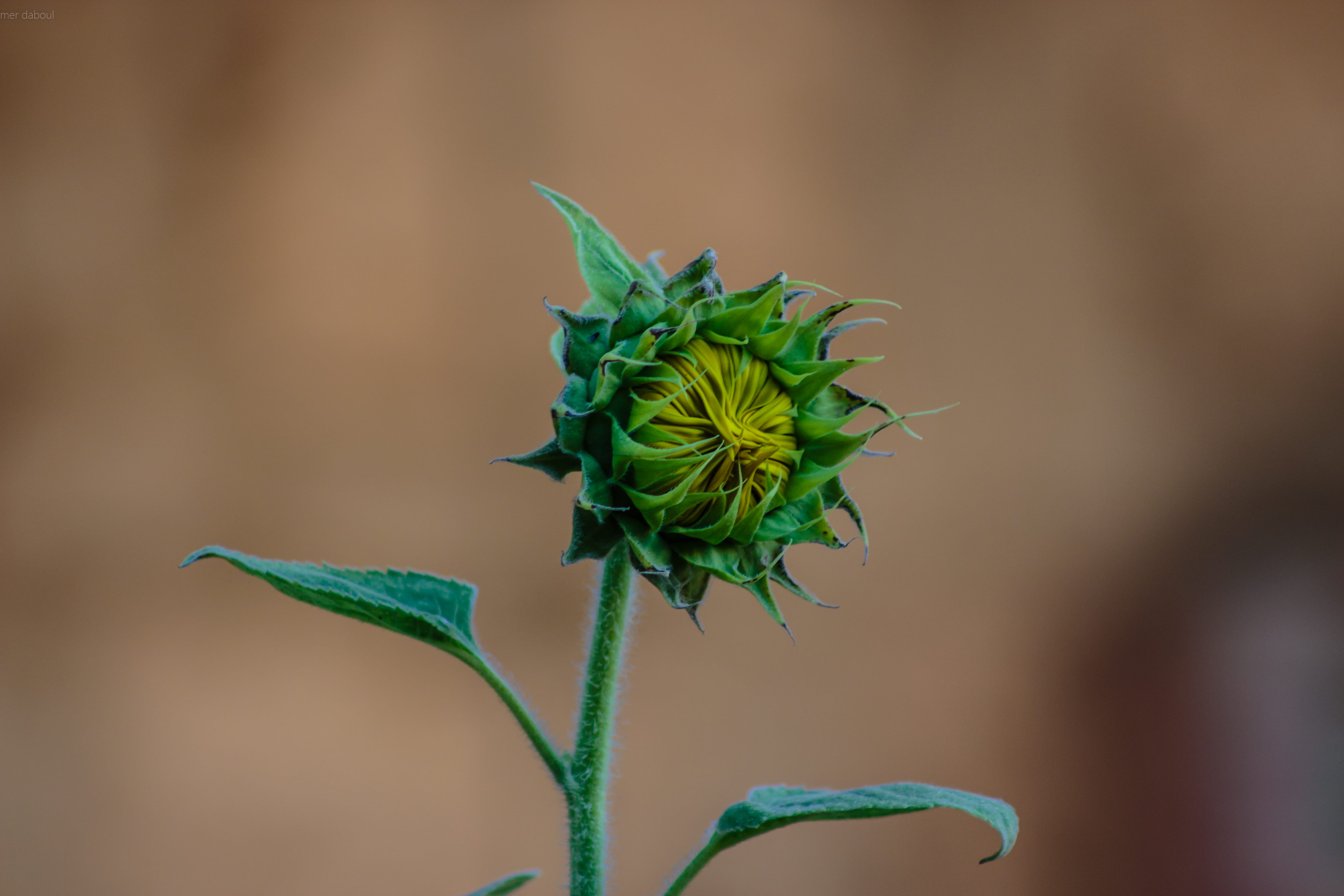 green color, little, beauty in nature, color, leaf, vulnerability, photo, sepal, flower, blur, petal, garden, flora, close-up, focus on foreground, summer, HD Wallpaper