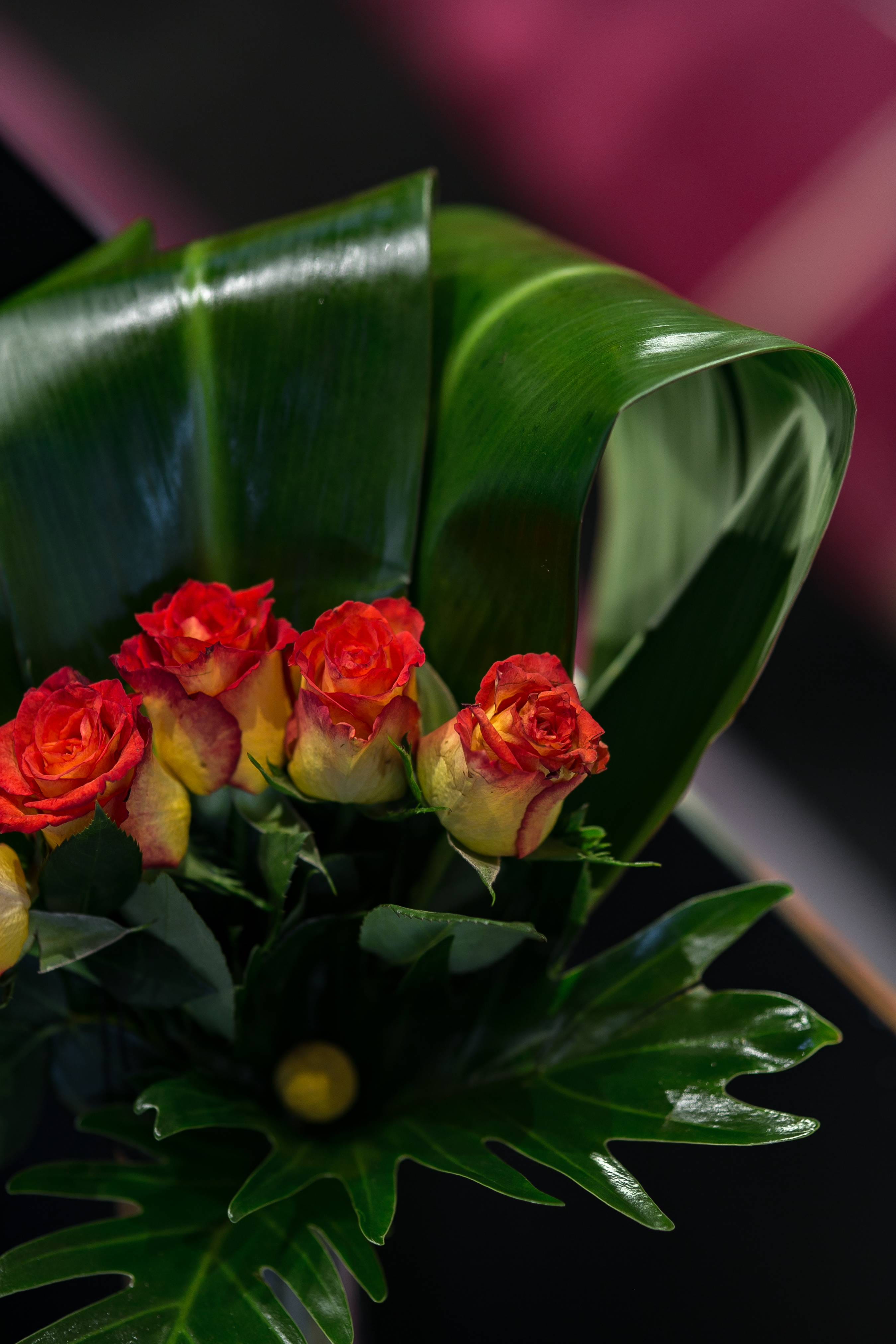 little red, yellow, leaf, plant part, flower, red, Close-up, petal, no people, flowering plant, fragility, rose - Flower, flora, nature, flower arrangement, Phone HD Wallpaper