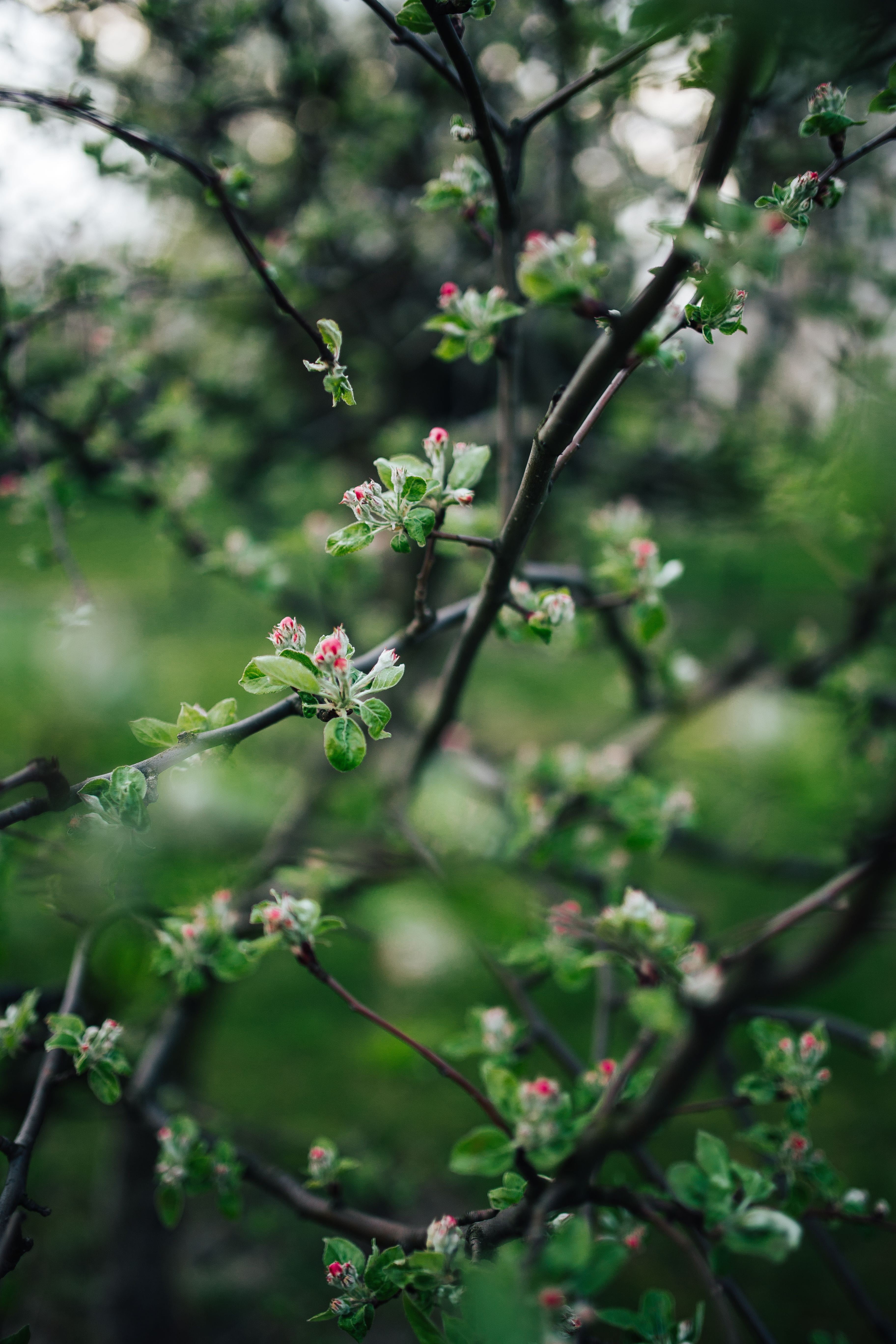 season, nature, plant part, day, growth, selective focus, flower, 5K, close-up, leaves, Little, beauty in nature, spring, trees, outdoors, branch, springtime, Phone HD Wallpaper