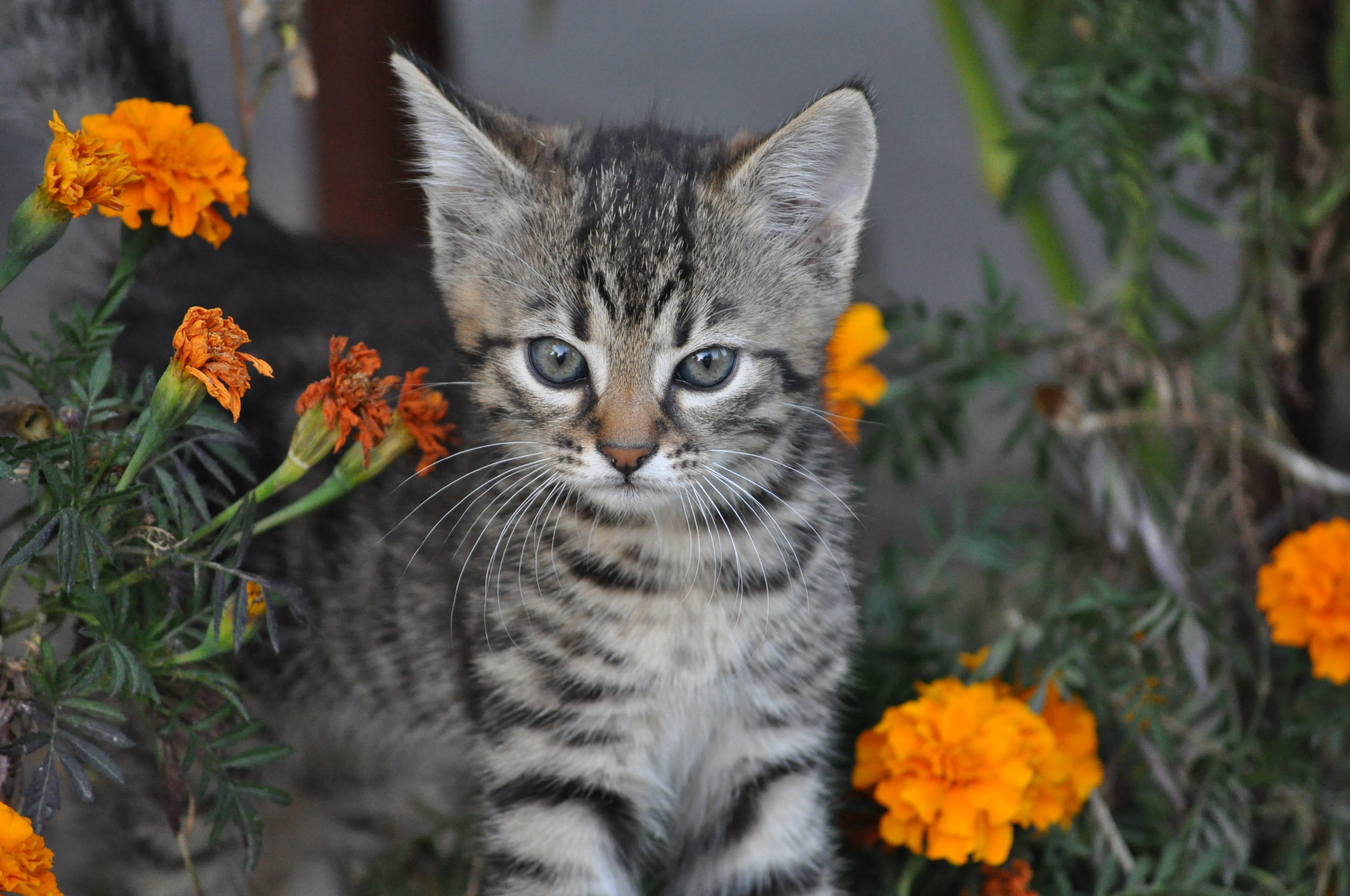 little kitty, charming, silver, flowers, day, domestic animals, domestic, mammal, flowering plant, one animal, pets, outdoors, portrait, fur, flower, looking at camera, HD Wallpaper