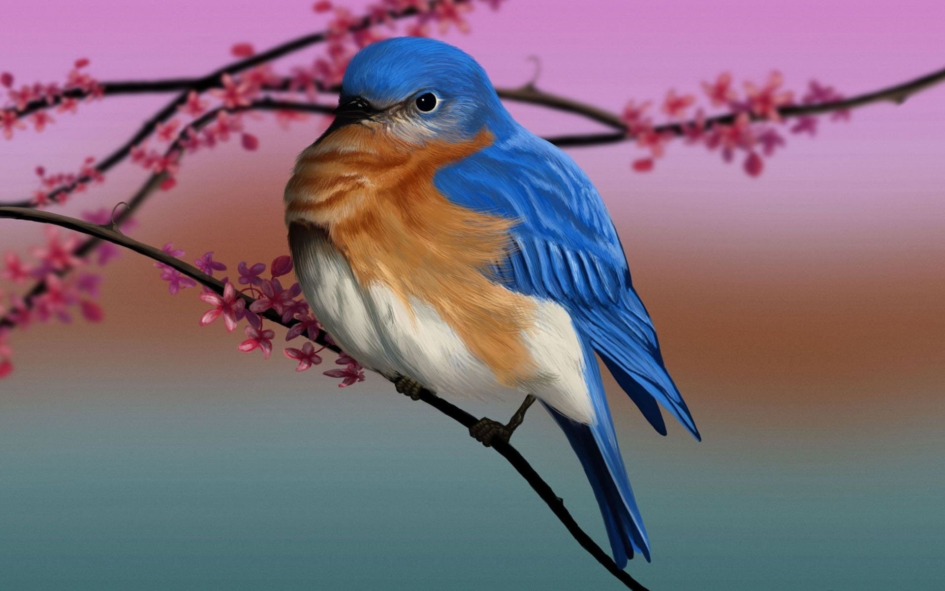 Birds, Eastern Bluebird, Animal, Branch, Bird, 1080P, HD Wallpaper