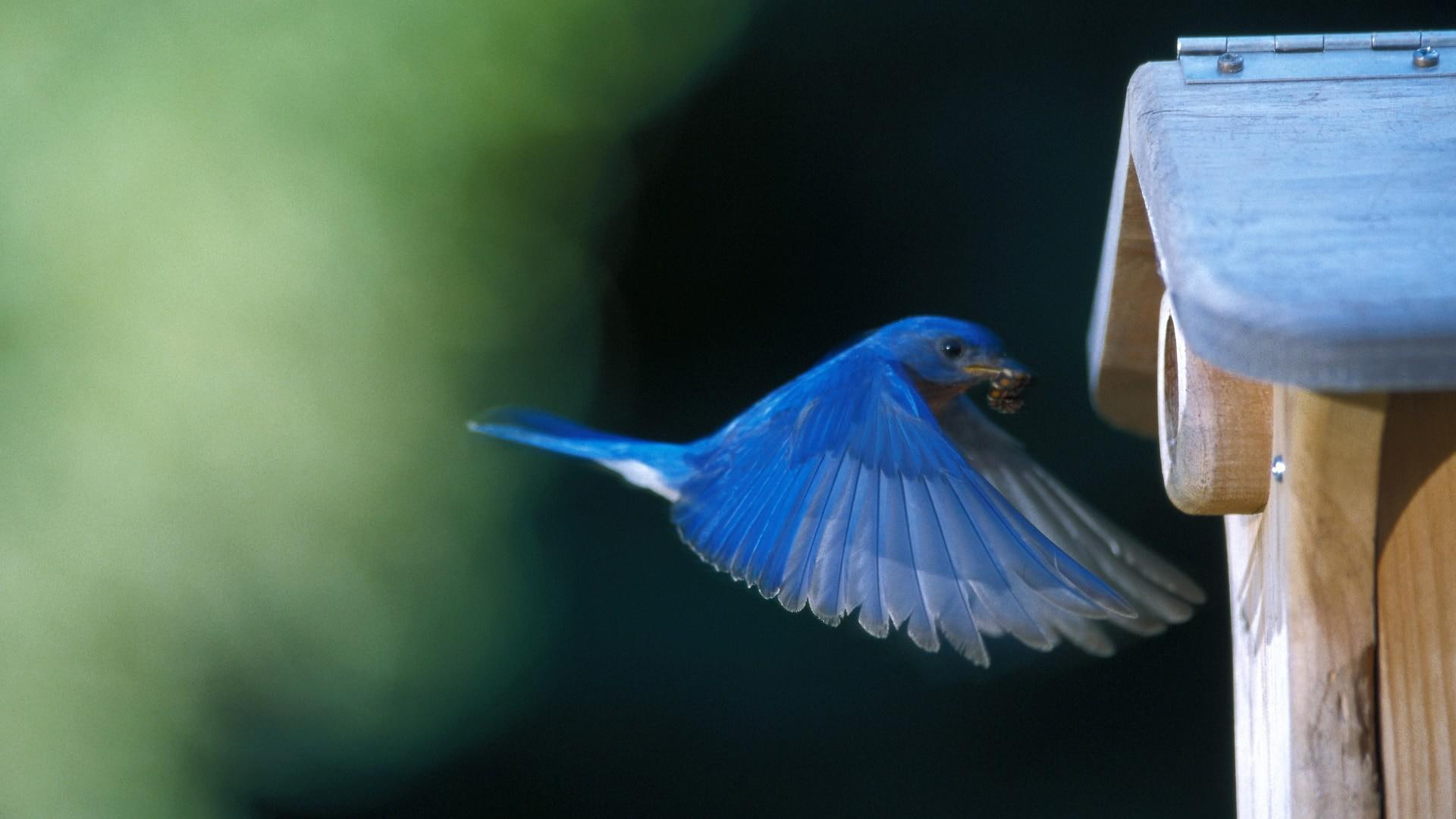 1080P, animals, eastern, bird, bluebird, blue, 1920x1080, HD Wallpaper
