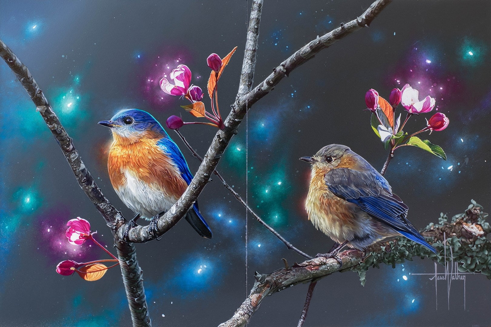 bluebird, 720P, HD Wallpaper
