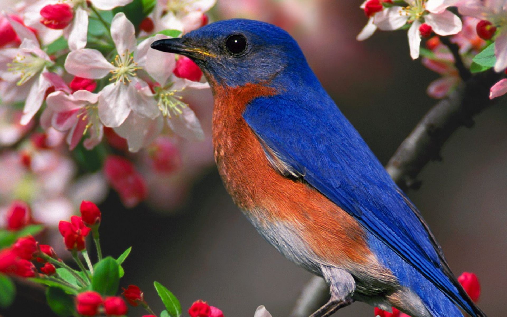 red, no people, day, rainbow lorikeet, one animal, nature, vertebrate, birds, animal themes, focus on foreground, flower, plant, bird, Bluebirds, 1080P, HD Wallpaper