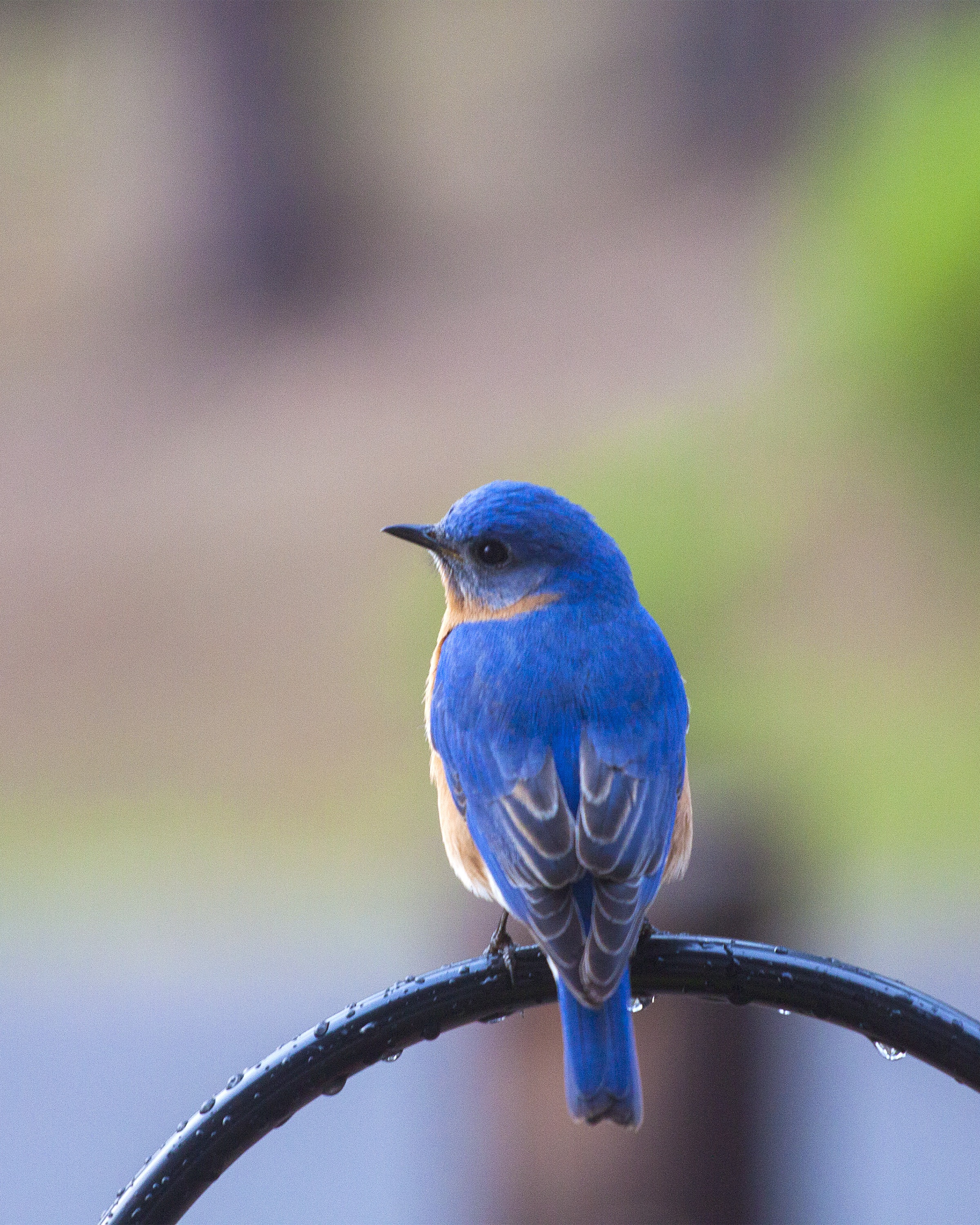 branch, perching, beak, 2K, close-up, animal wildlife, one animal, bluebird on perch, photography, animal, bluebird, animals In The Wild, kingfisher, shallow, Phone HD Wallpaper