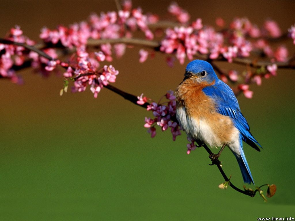 animal, hd, nature, bluebird, animals, flower, art, 480P, Bird, birds, HD Wallpaper
