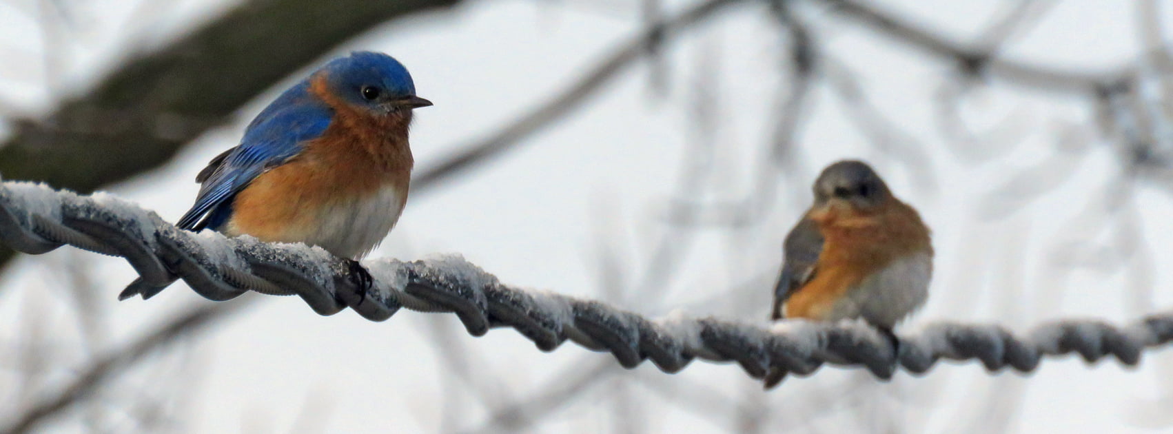 wildlife, blue bird, two, Facebook, branch, bluebird, 720P, birch, nature, animal, outdoors, bird, Bluebird of Happiness, blue, Cover, HD Wallpaper