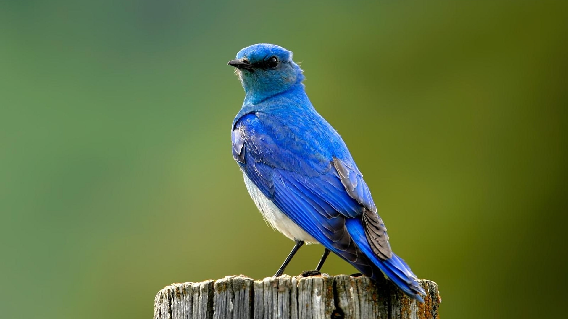 bluebirds, animals, BIRDS, hd, 1080P, art, HD Wallpaper