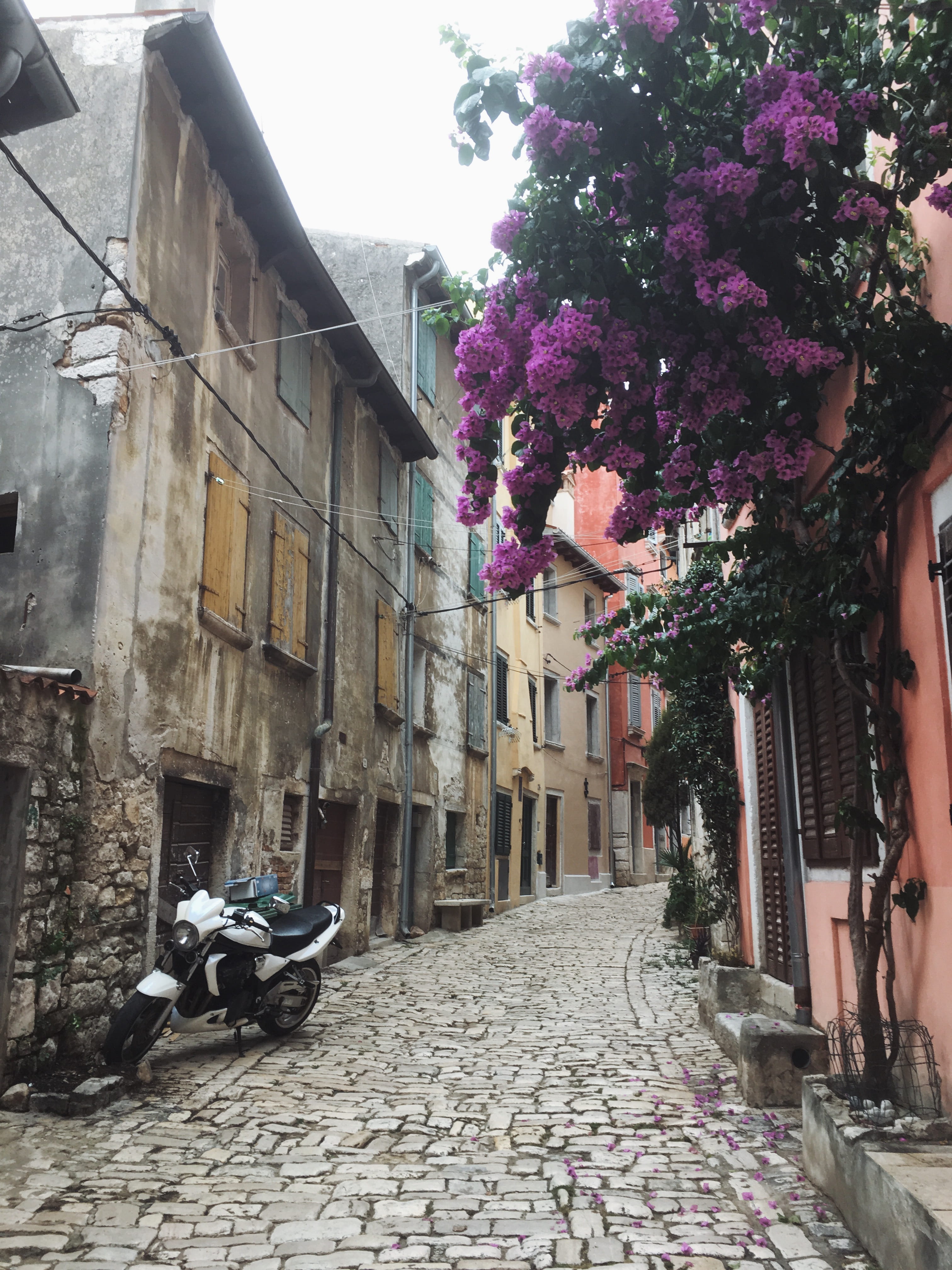 flower, day, flowering plant, europe, nature, tourist, no people, road, built structure, morotcycle, buildings, footpath, rovinj, the way forward, flowers, Phone HD Wallpaper
