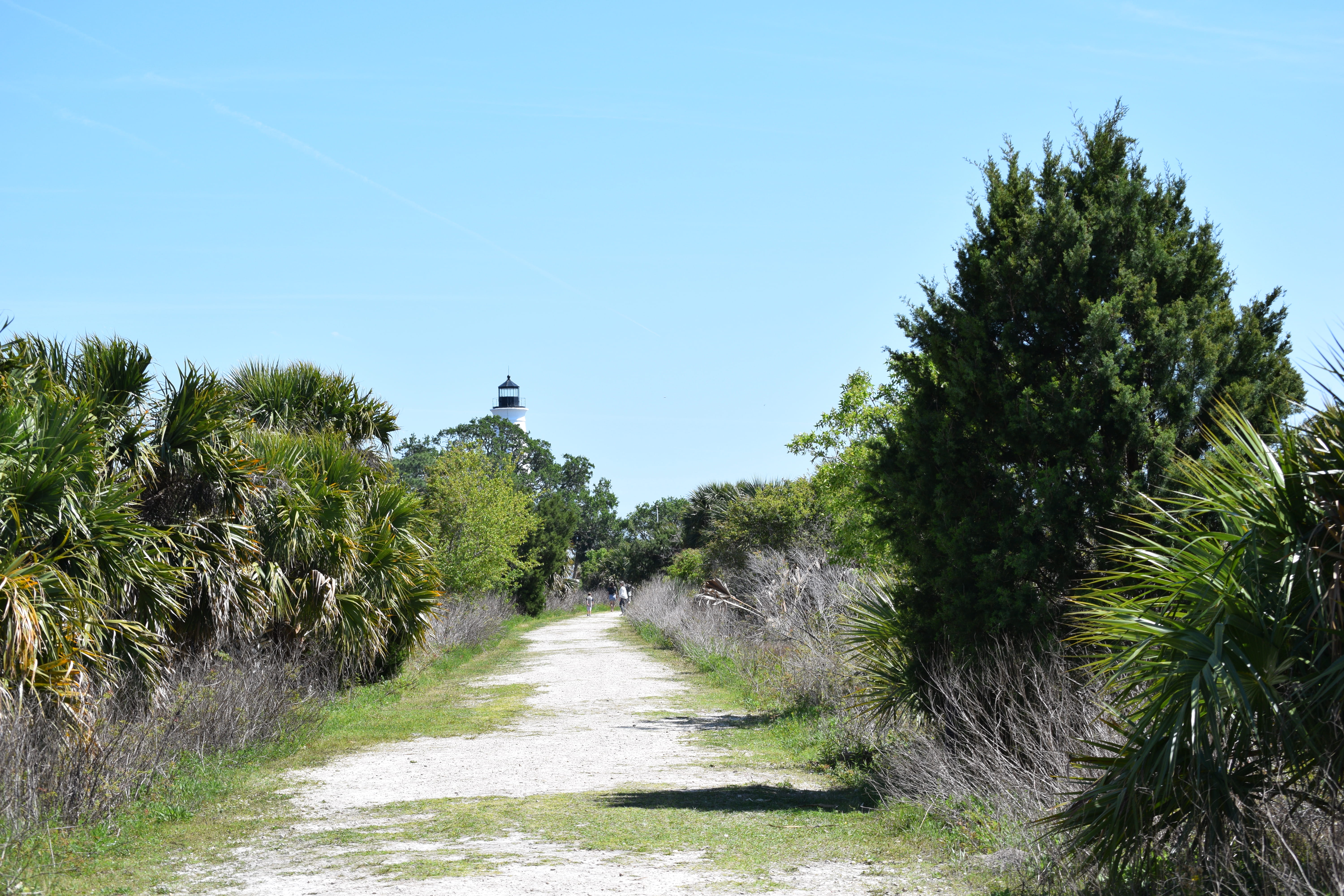 palm, wildlife, no people, direction, outdoors, wild, sky, footpath, united states, the way forward, national wildlife refuge, green color, treelined, crawfordville, HD Wallpaper
