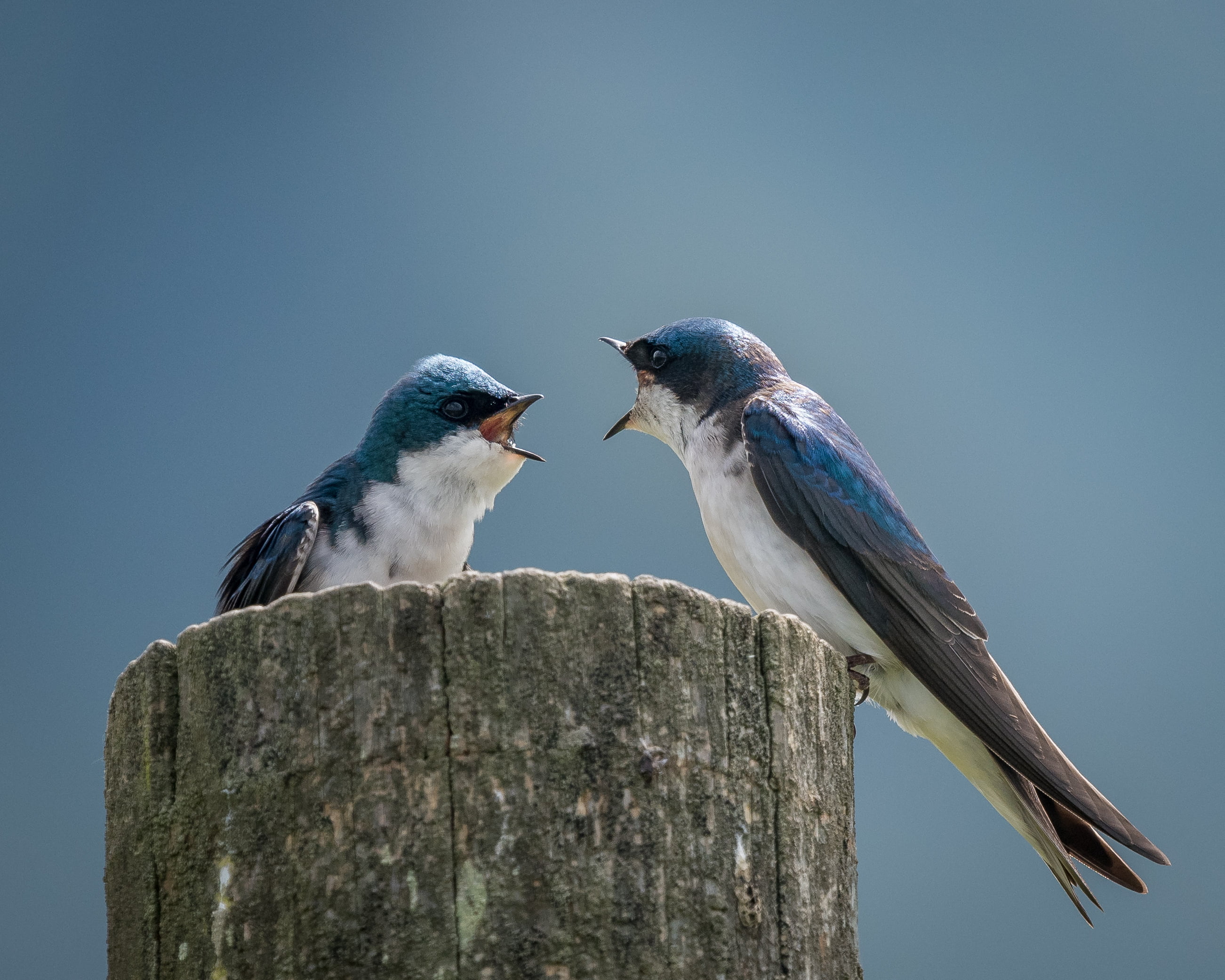 Wildlife, Explored, tiltshift, Tachycineta bicolor, Briones, 2K, blue, nature, photography, feather, California, tiltshift lens, animal, white, Tree Swallows, HD Wallpaper