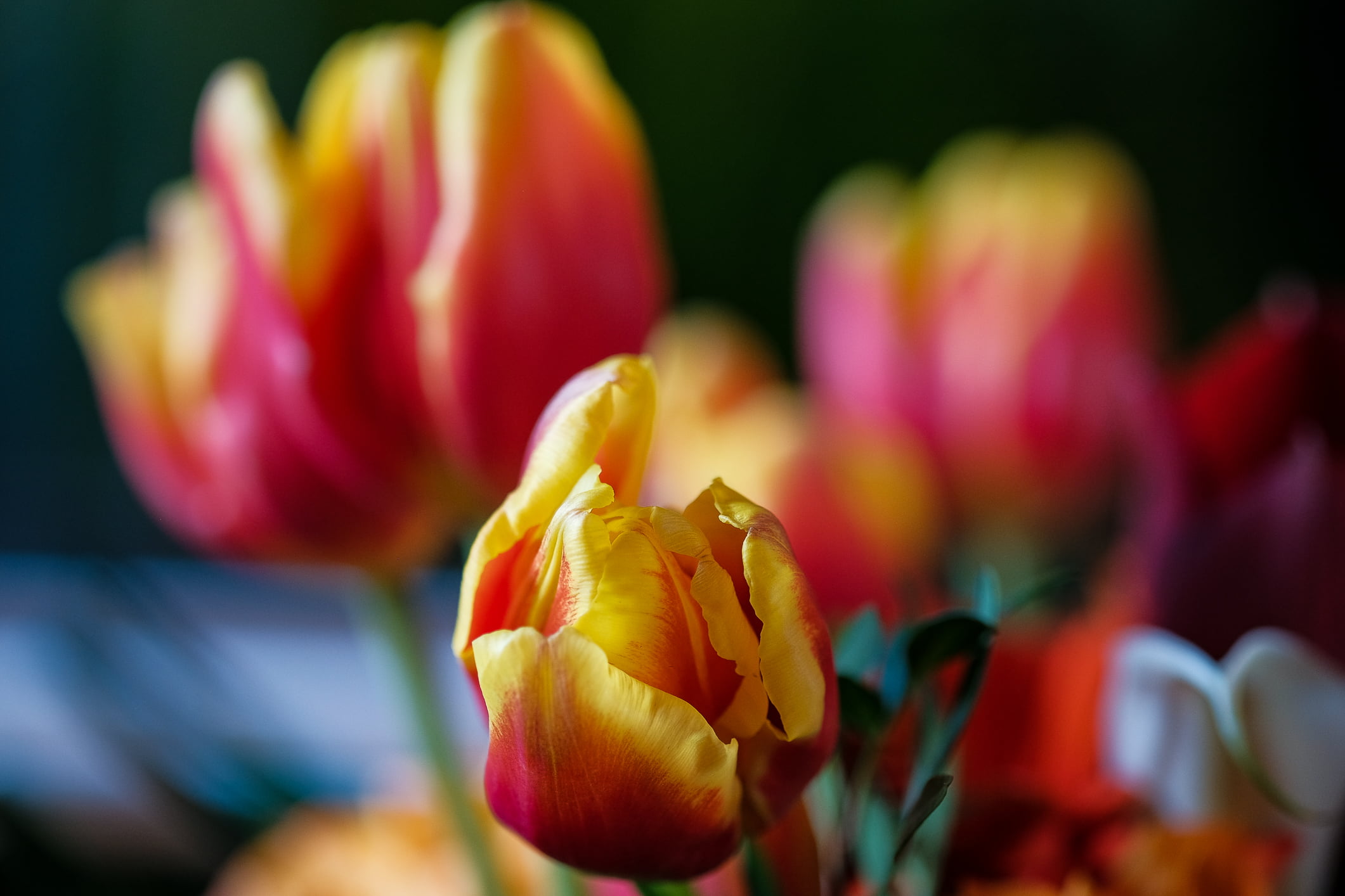 Gros, T1, freshness, yellow, springtime, pink Color, tiltshift, tulip, multi Colored, nature, red, XT, de, plant, flower, Une, photography, 1080P, Classic, HD Wallpaper