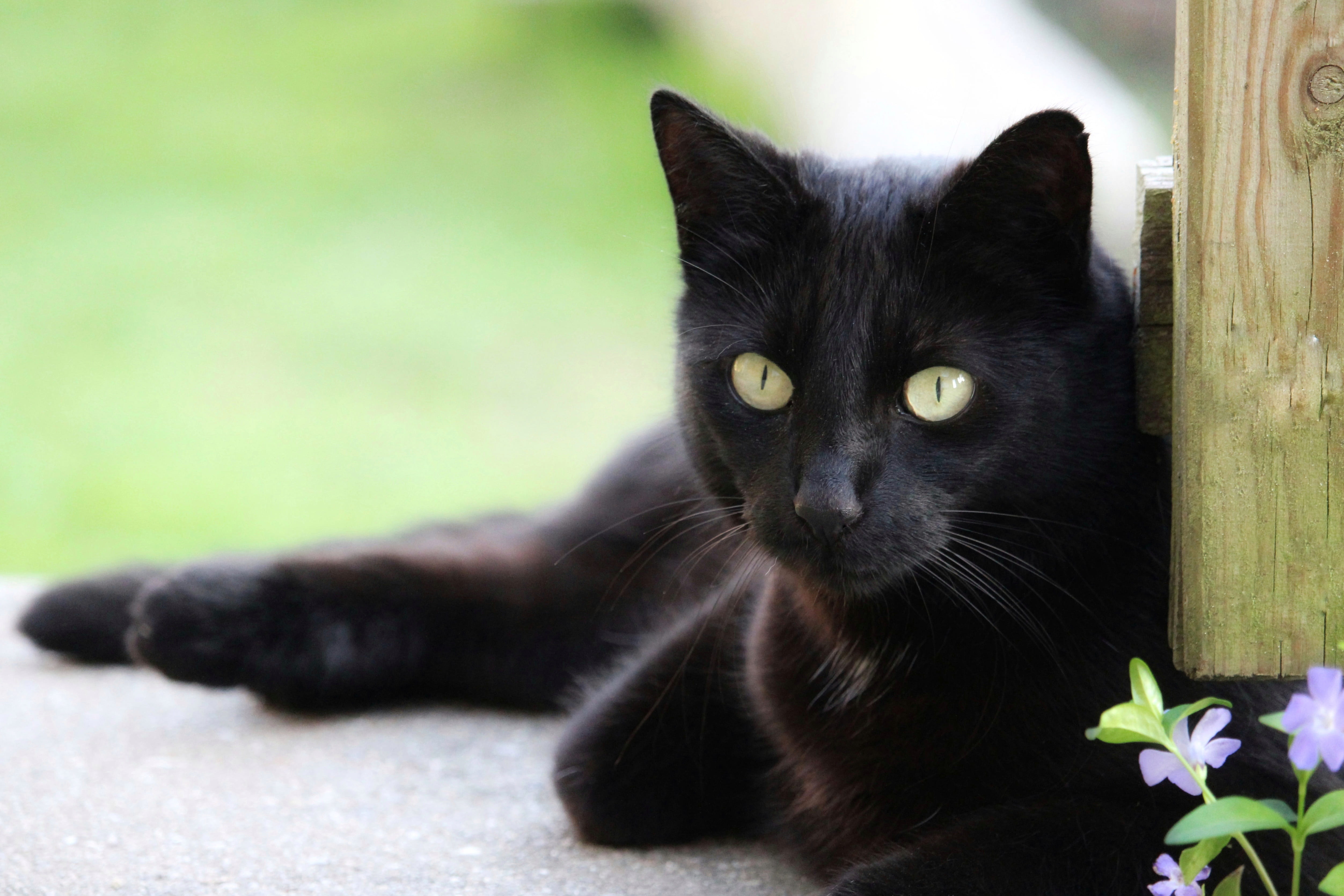 shift, lying down, domestic cat, black color, rest, domestic, animal themes, eye, whisker, close-up, one animal, looking at camera, 4K, vertebrate, pets, HD Wallpaper