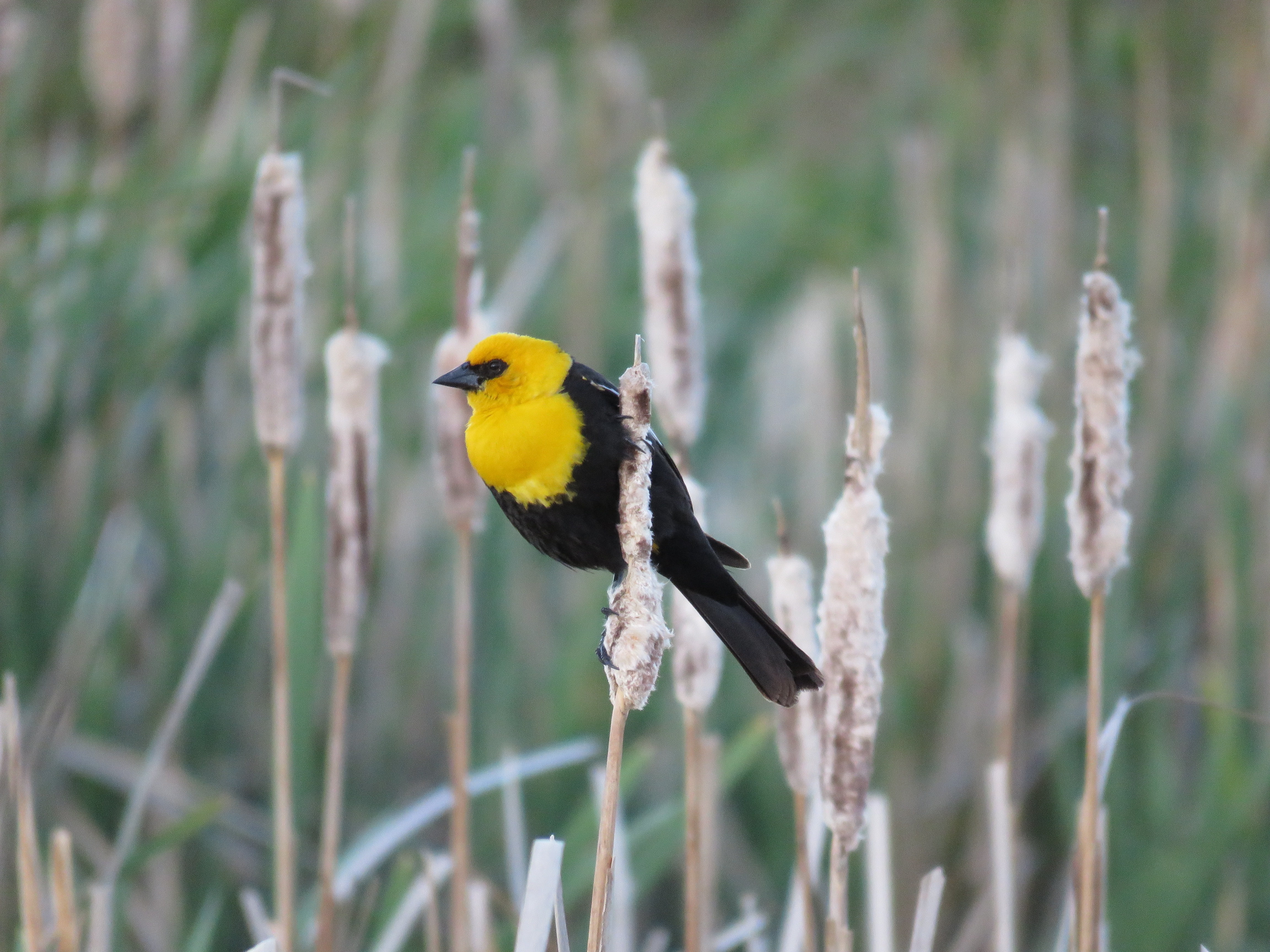 one animal, animal, marsh, male yellow-headed blackbird, 4K, beauty in nature, land, lens, forest, animal wildlife, birdwatching, bird, plant, perching, HD Wallpaper