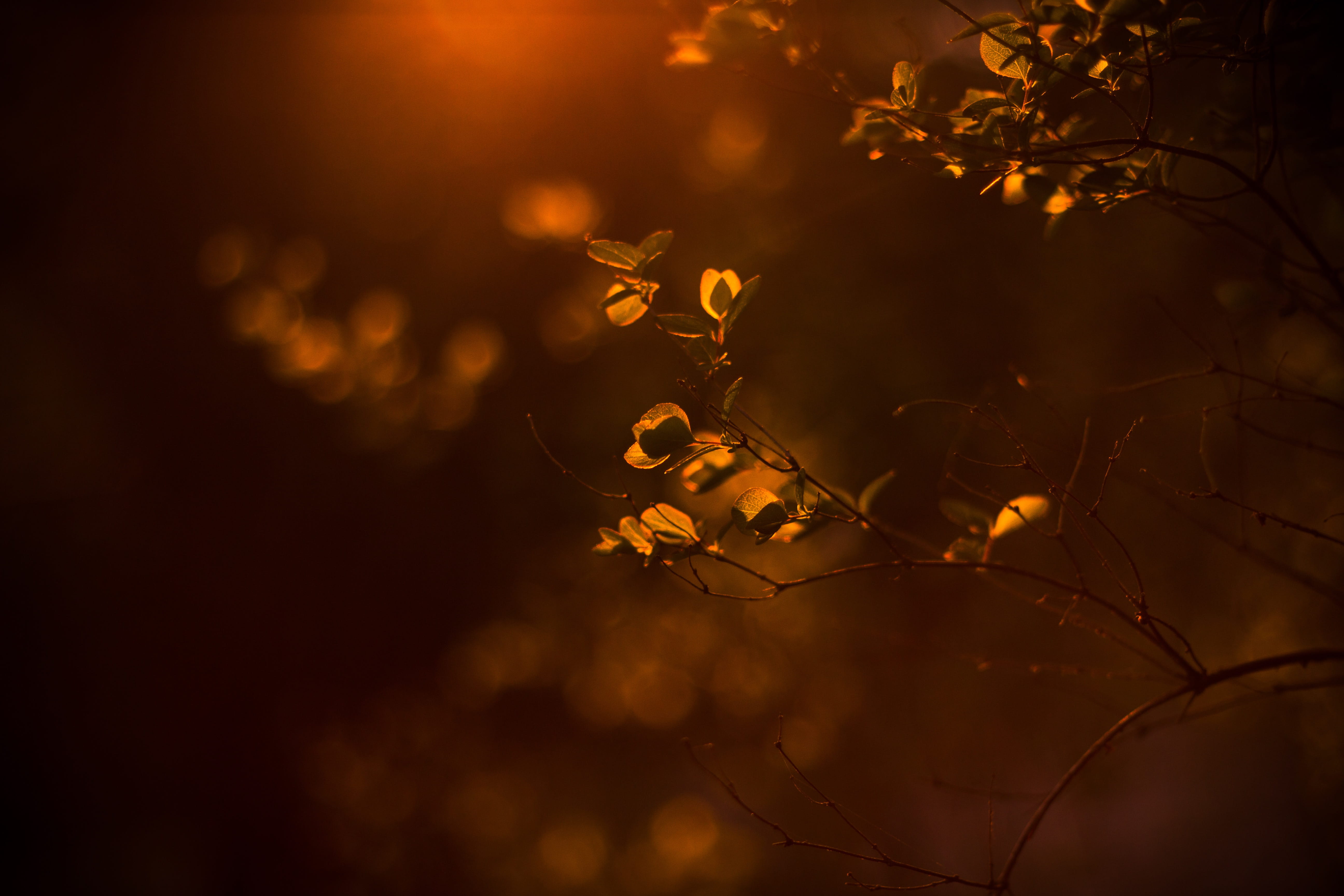 orange, sunlight, light, backgrounds, plant part, sun, shot, no People, leafe, sunset, light - Natural Phenomenon, close-up, season, autumn, shift, tree, HD Wallpaper