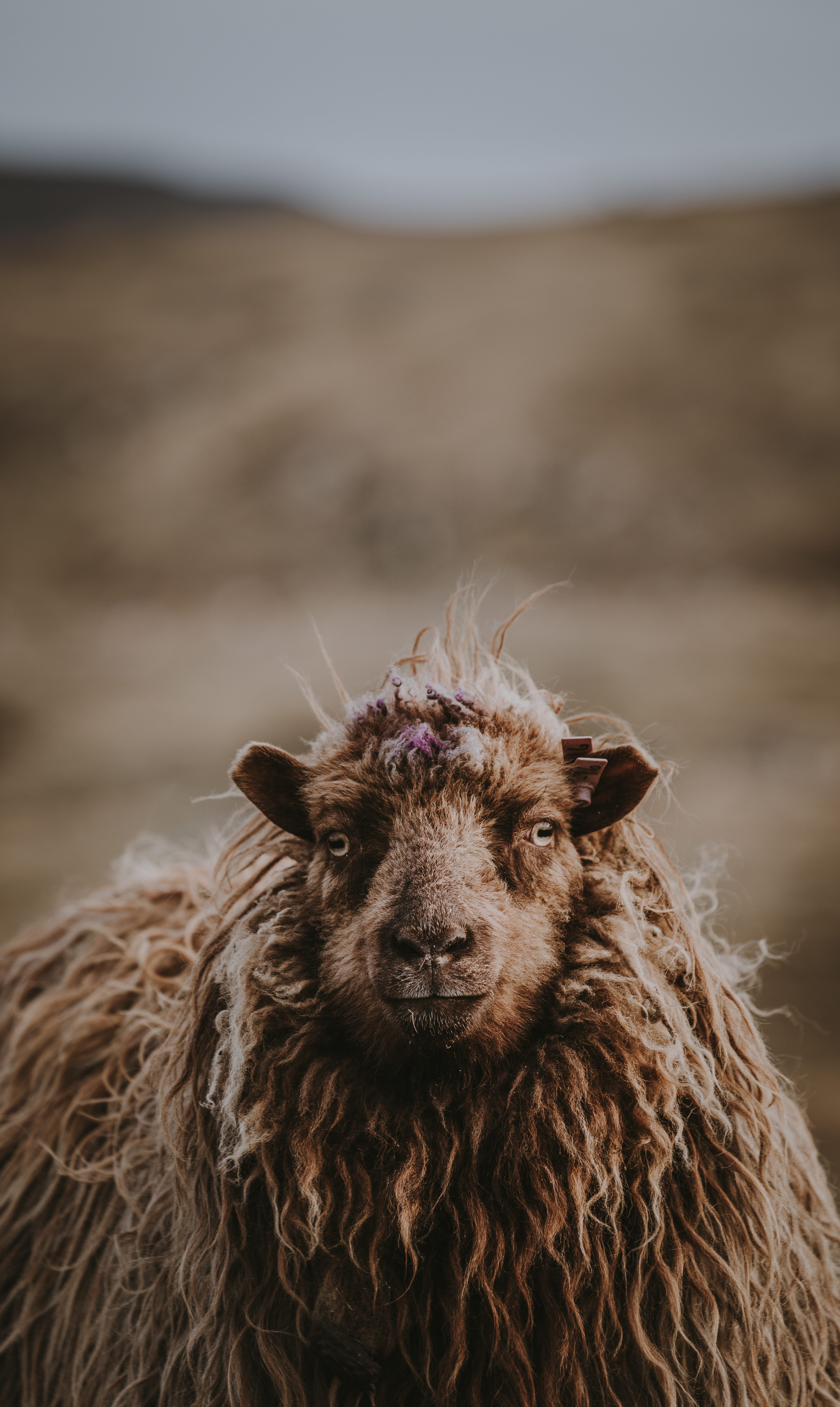 tilt, portrait, tag, gray, face, brown, purple, animal body part, one animal, day, tagged, wool, mammal, herbivorous, wild life, closeup, domestic animals, Phone HD Wallpaper
