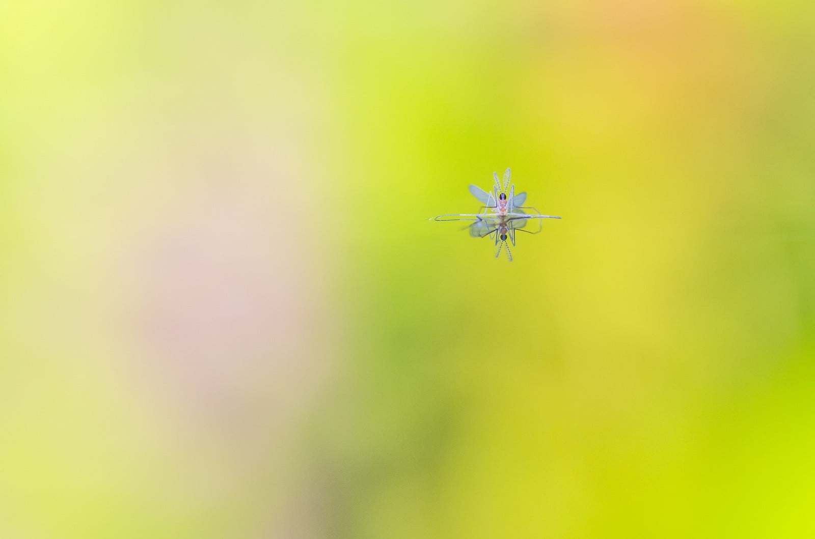 reflection, focus on foreground, outdoors, invertebrate, one animal, photography, nature, arachnid, no people, floating, selective focus, green color, animal body part, HD Wallpaper