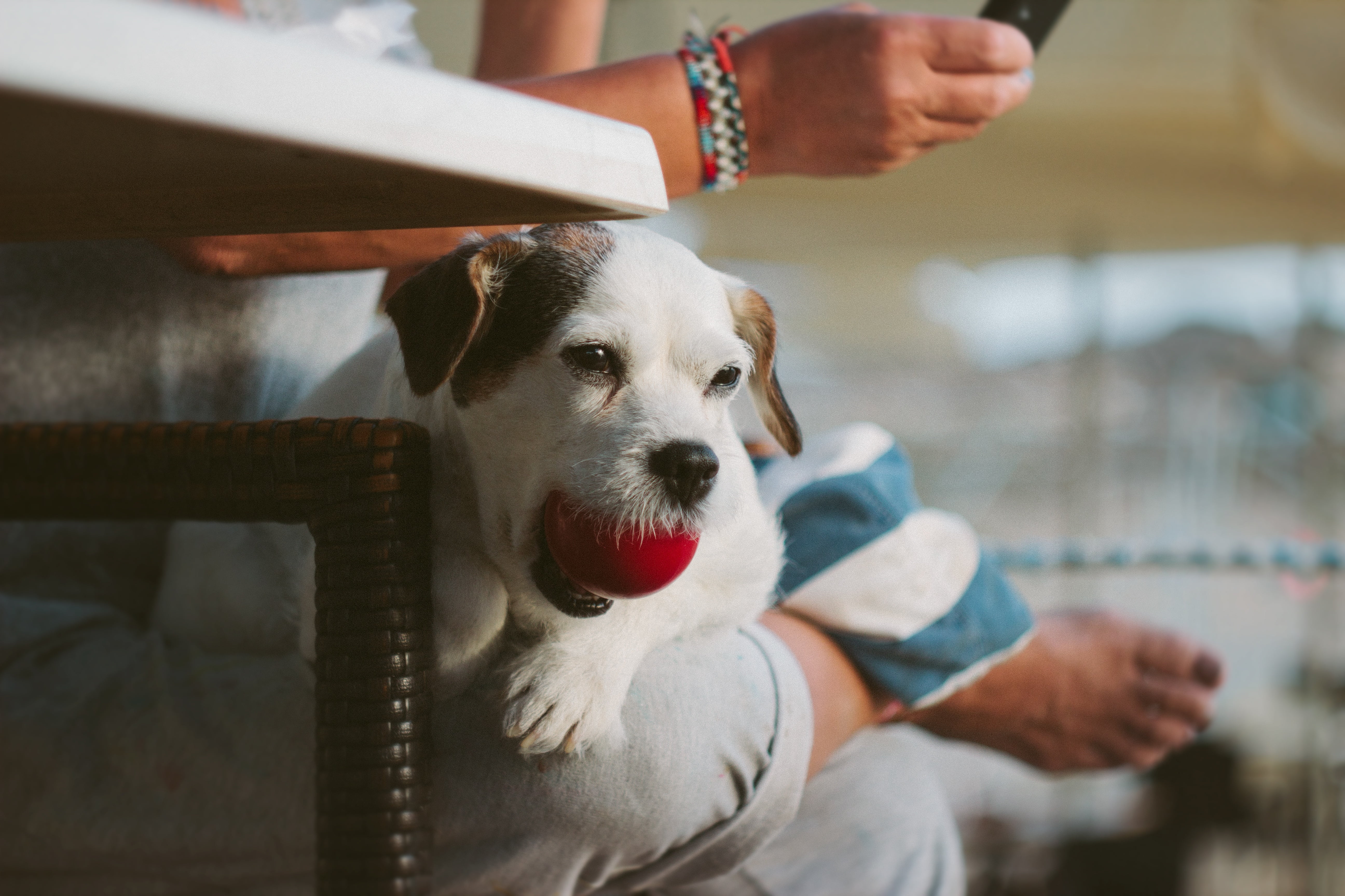sit, midsection, pet, day, human hand, portrait, woman, blur, indoors, pets, colorful, wear, dog, domestic animals, one person, puppy, domestic, playing, HD Wallpaper