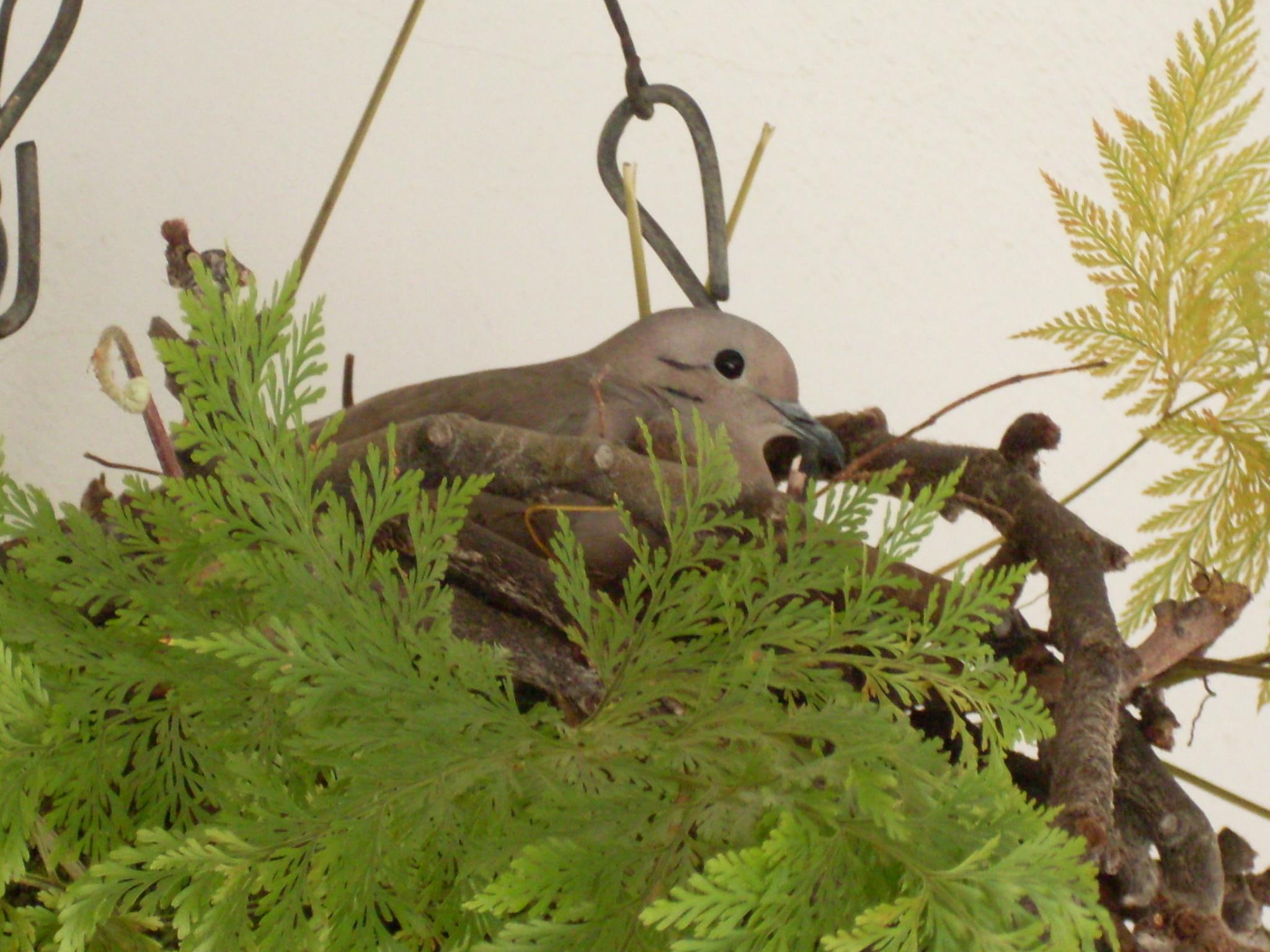birds, 1080P, mother, ar, nature, animals, pomba, HD Wallpaper