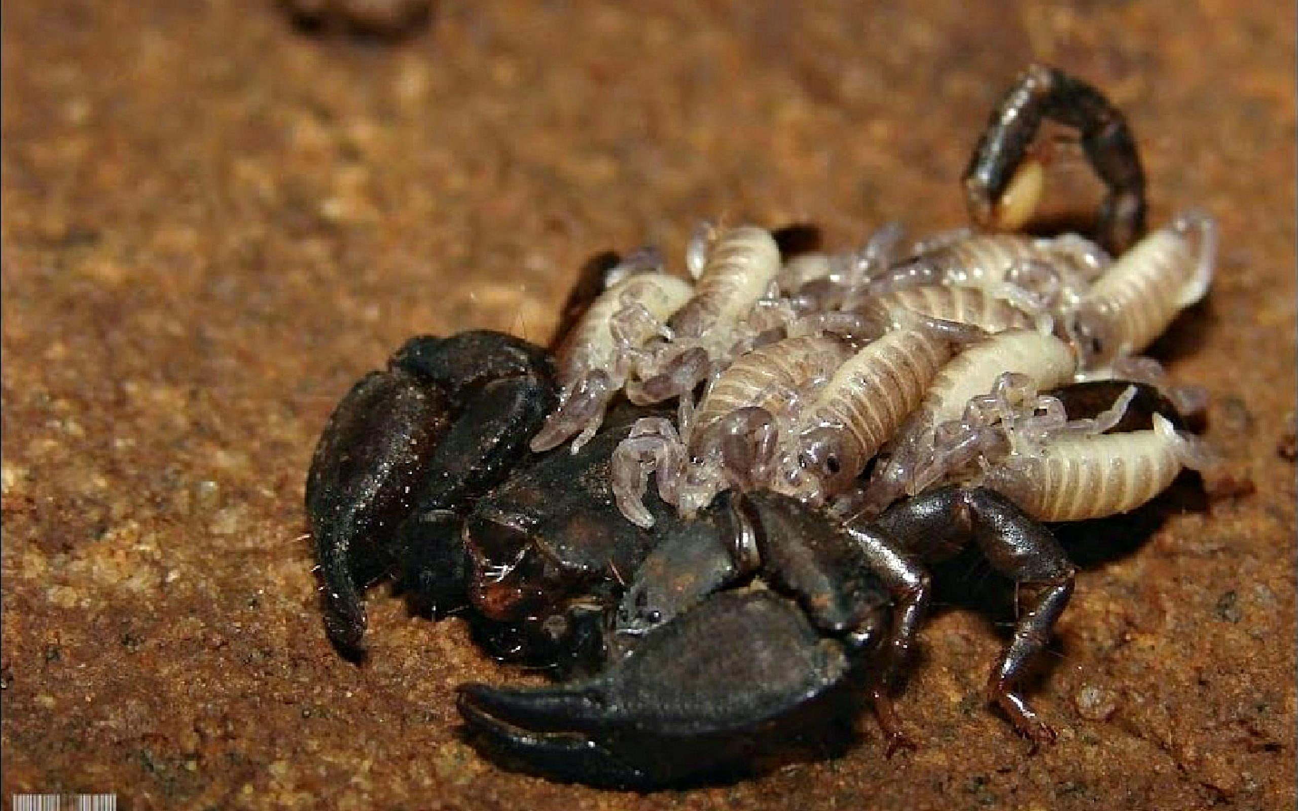 amp, babies, scorpions, 2K, nature and landscapes, mother, scorpion, nature, HD Wallpaper