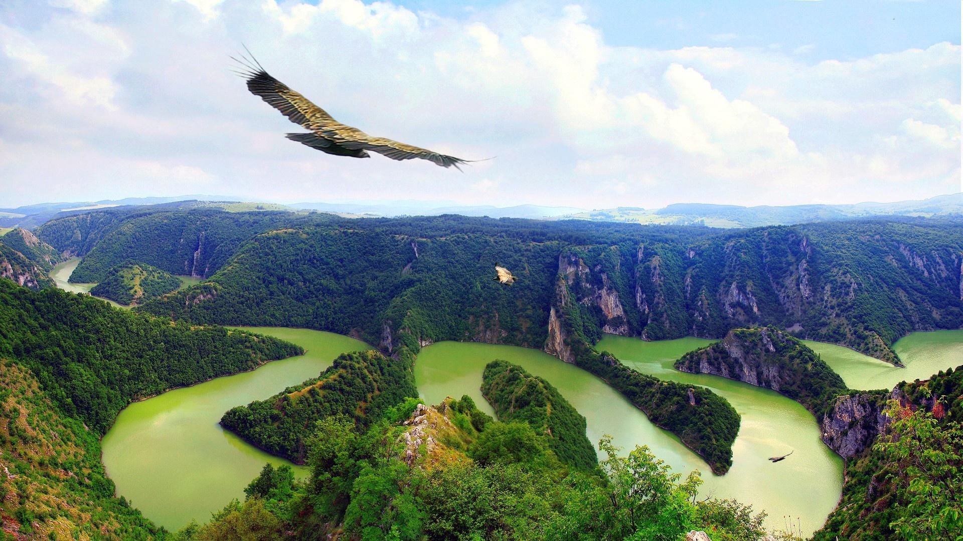 1080P, eagles, brown, flying, lscape, birds, falcon, landscape, animals, black, beautiful, HD Wallpaper