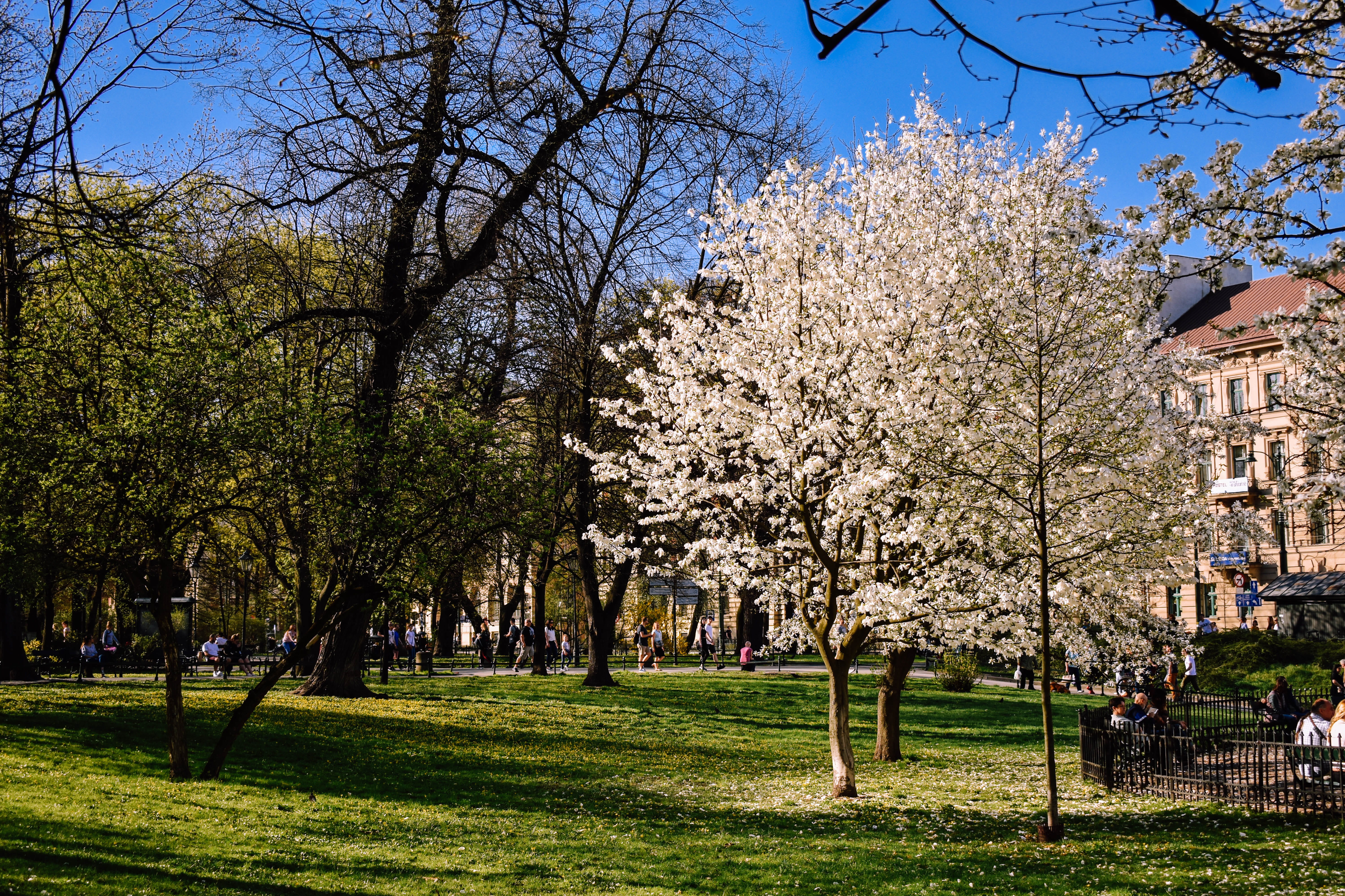 spring, trees, poland, illuminated, plant, outdoors, night, architecture, land, 5K, no people, krakow, built structure, nature, building exterior, tree, HD Wallpaper