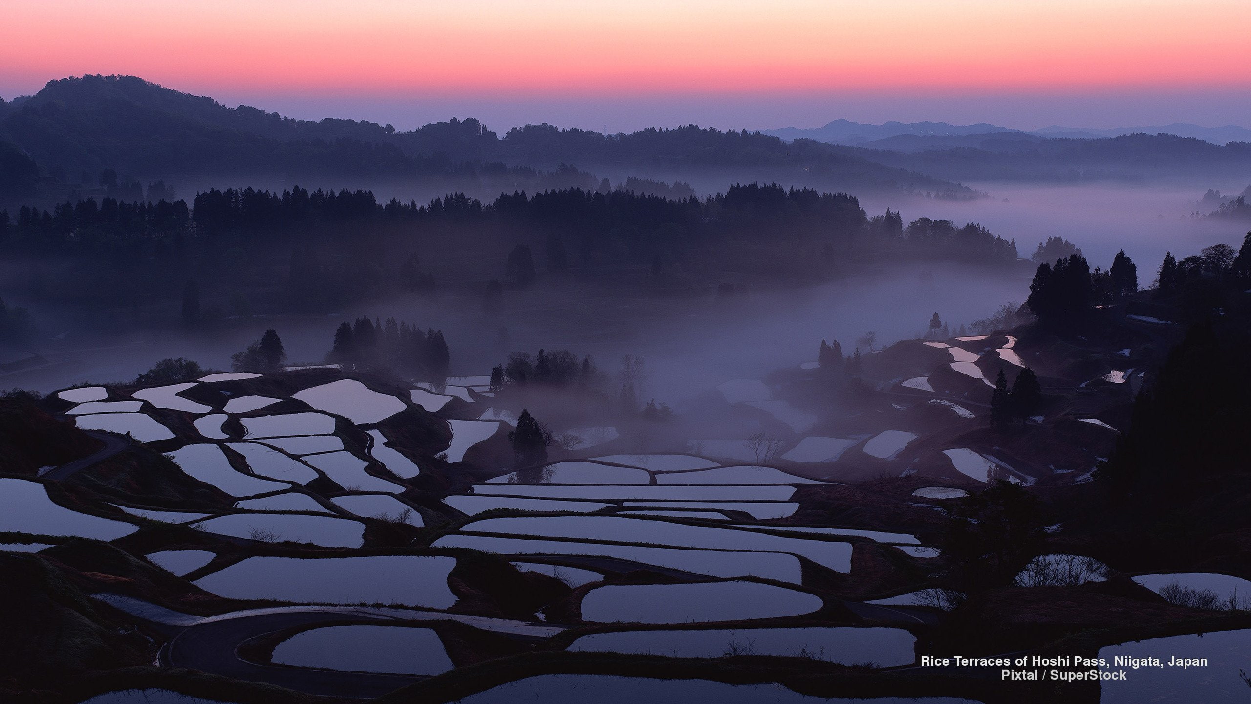 terraces, hoshi, 2K, japan, niigata, pass, rice, HD Wallpaper