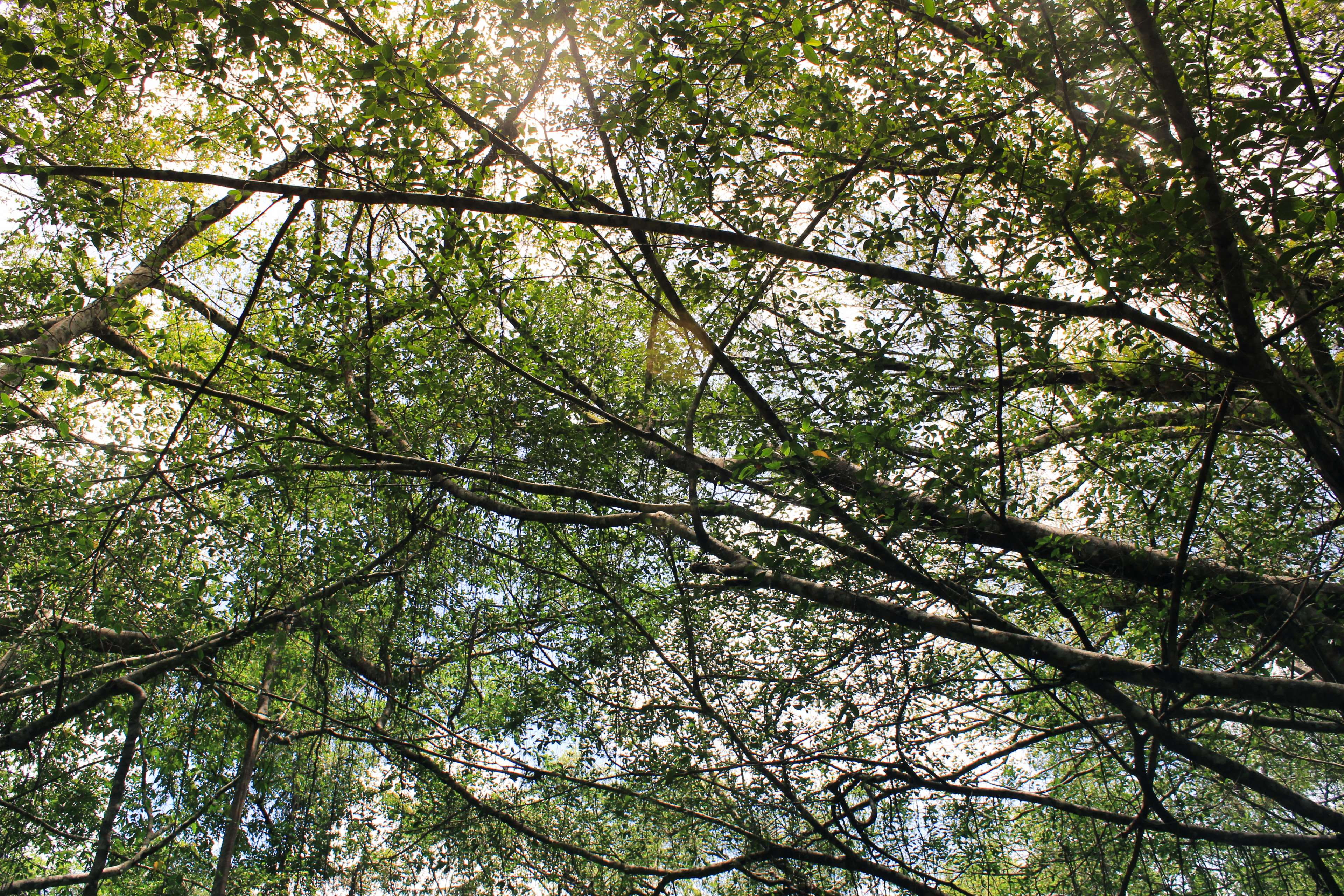 background, leaf, forest, conservation, green, biology, day, backgrounds, growth, full frame, tree canopy, low angle view, no people, beauty in nature, HD Wallpaper