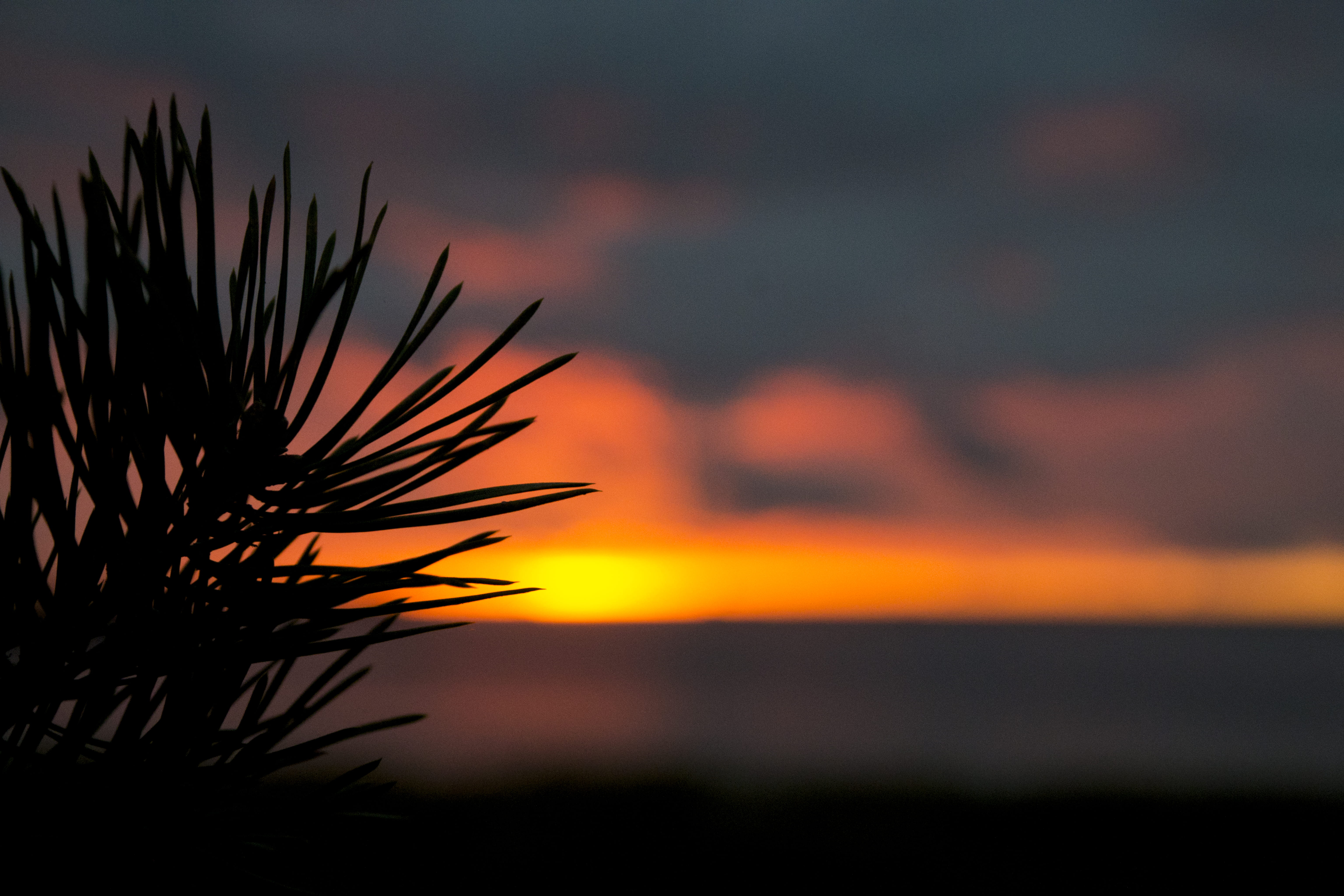 nature, silhouette, focus on foreground, dramatic sky, cloud - sky, beauty in nature, organge, background, sky, growth, dusk, horizont, branch, plant, scenics - nature, HD Wallpaper