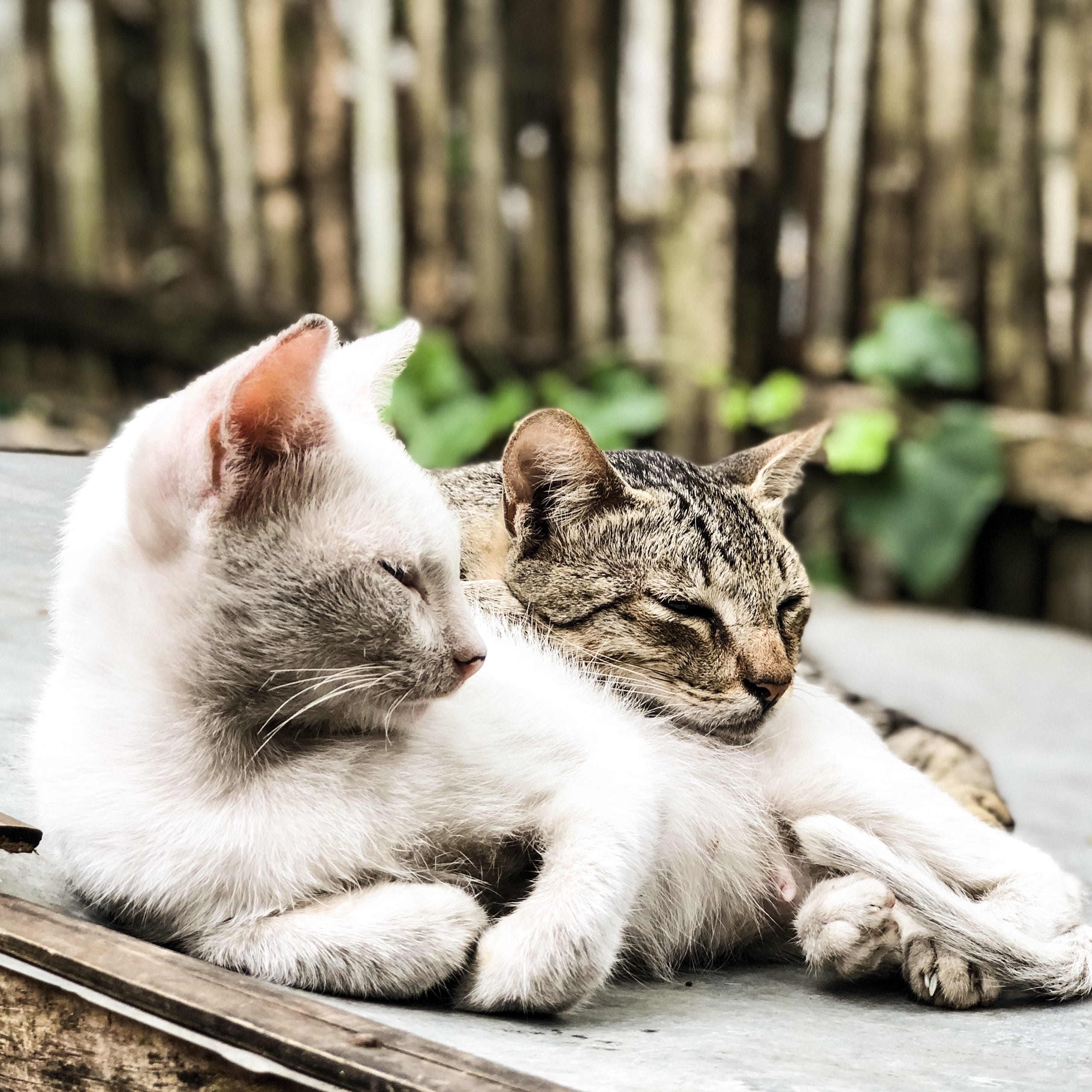 blurr, furry, pets, animal photography, tabby, cat, focus on foreground, animal themes, domestic cat, sleeping, animal, cats, domestic, laying, eyes closed, HD Wallpaper