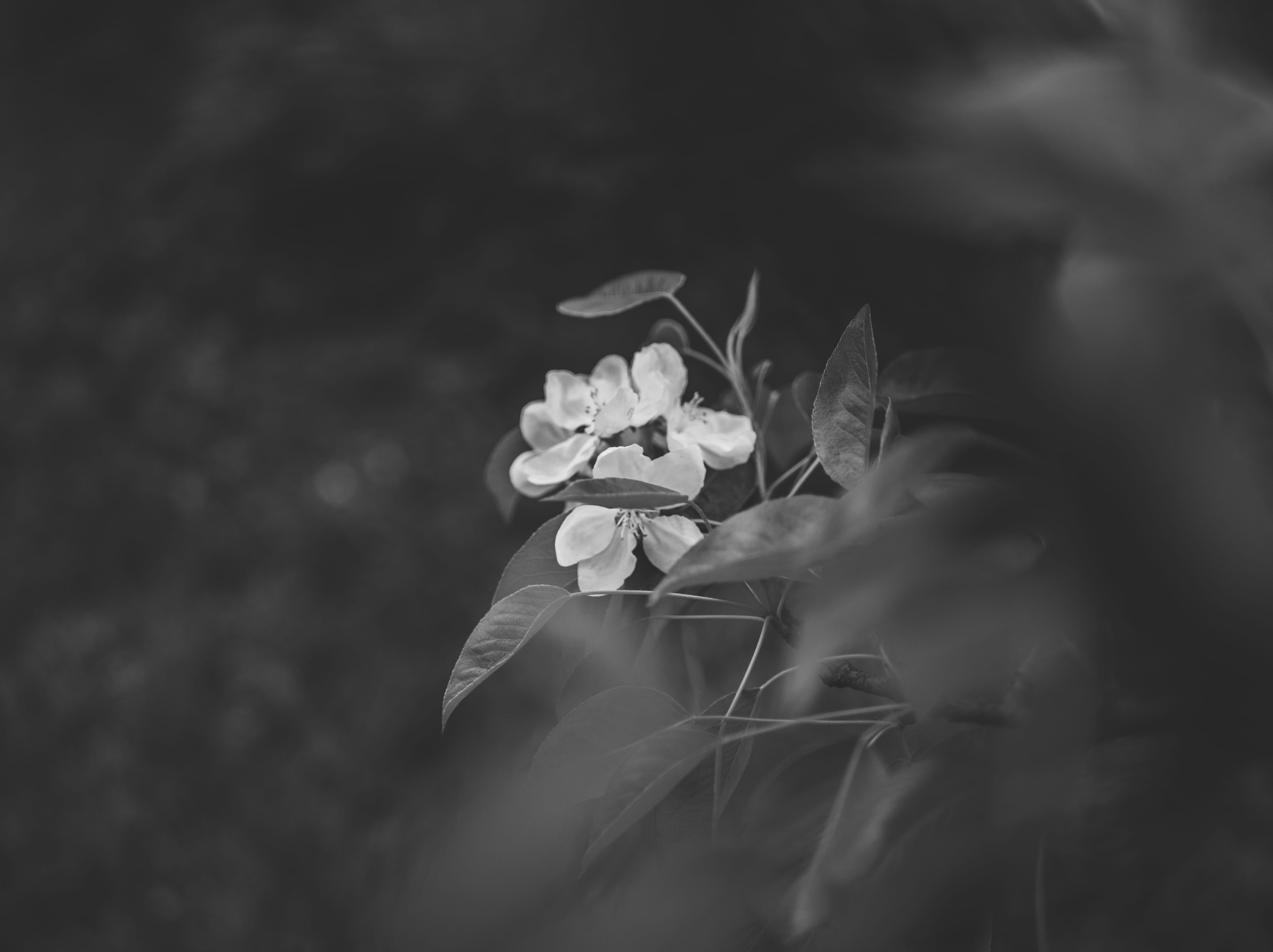 monochrome, beauty in nature, black-and-white, photography, bokeh, depth of field, growth, plant part, blurr, plant, flowering plant, selective focus, blooming, HD Wallpaper