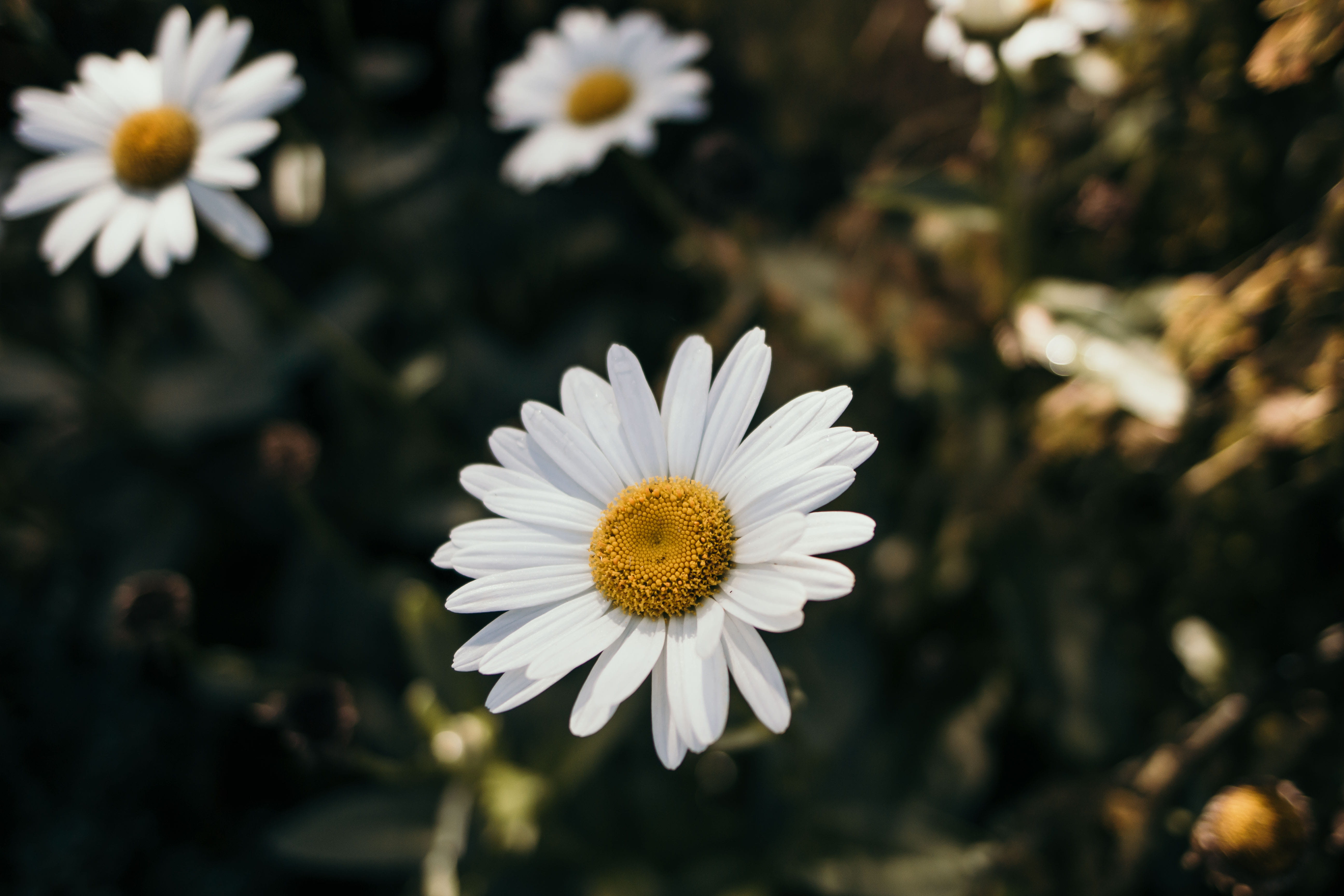sun, growth, beauty in nature, day, close-up, fresh air, greenery  floral, pollen, wildlife, fragility, petal, outdoors, flower head, sun ray, white, boka, HD Wallpaper
