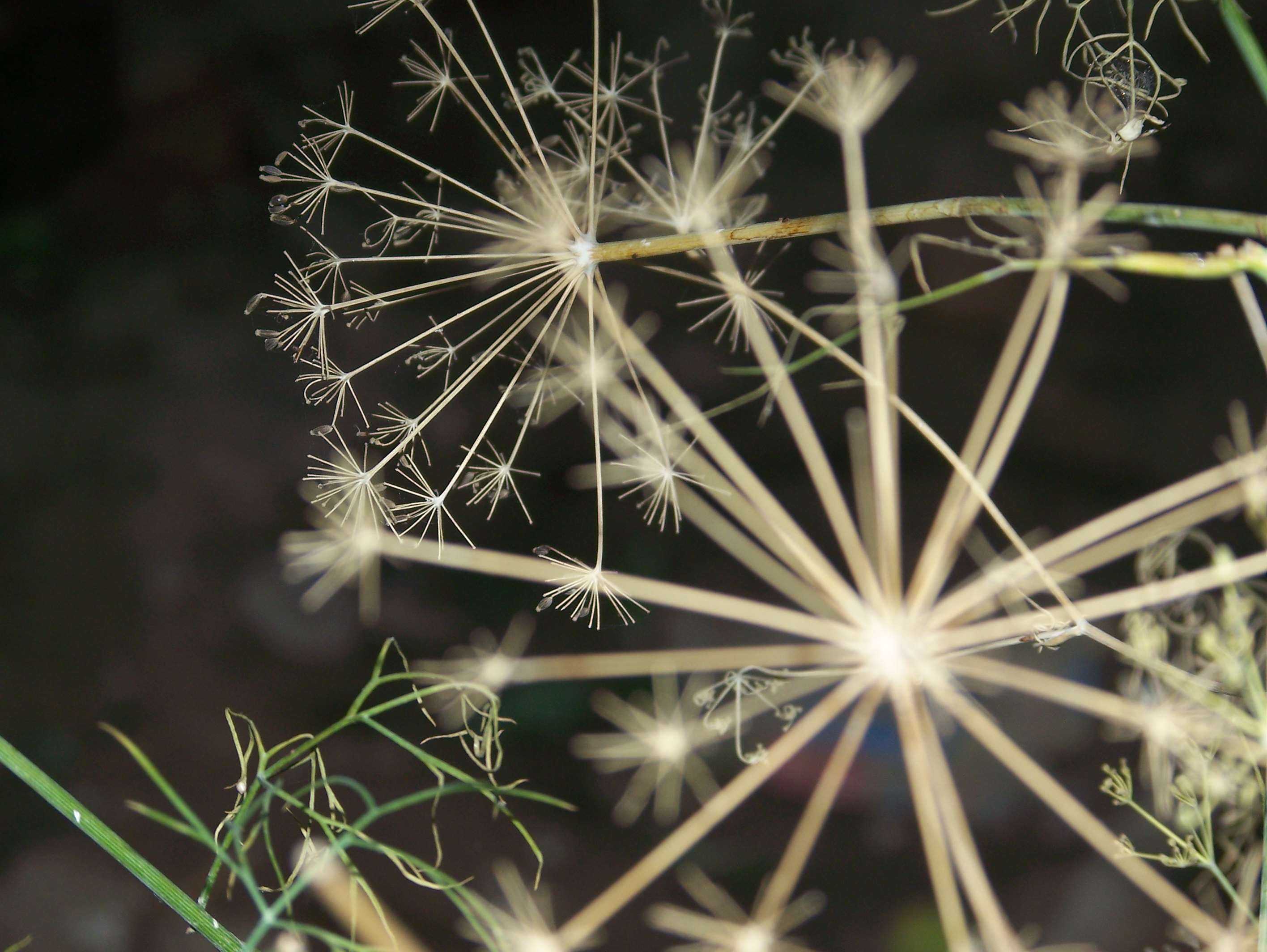 flashlight, flowering plant, flower head, blurry, beautiful flowers, focus on foreground, no people, nature, green leaf, fragility, growth, plant, day, HD Wallpaper