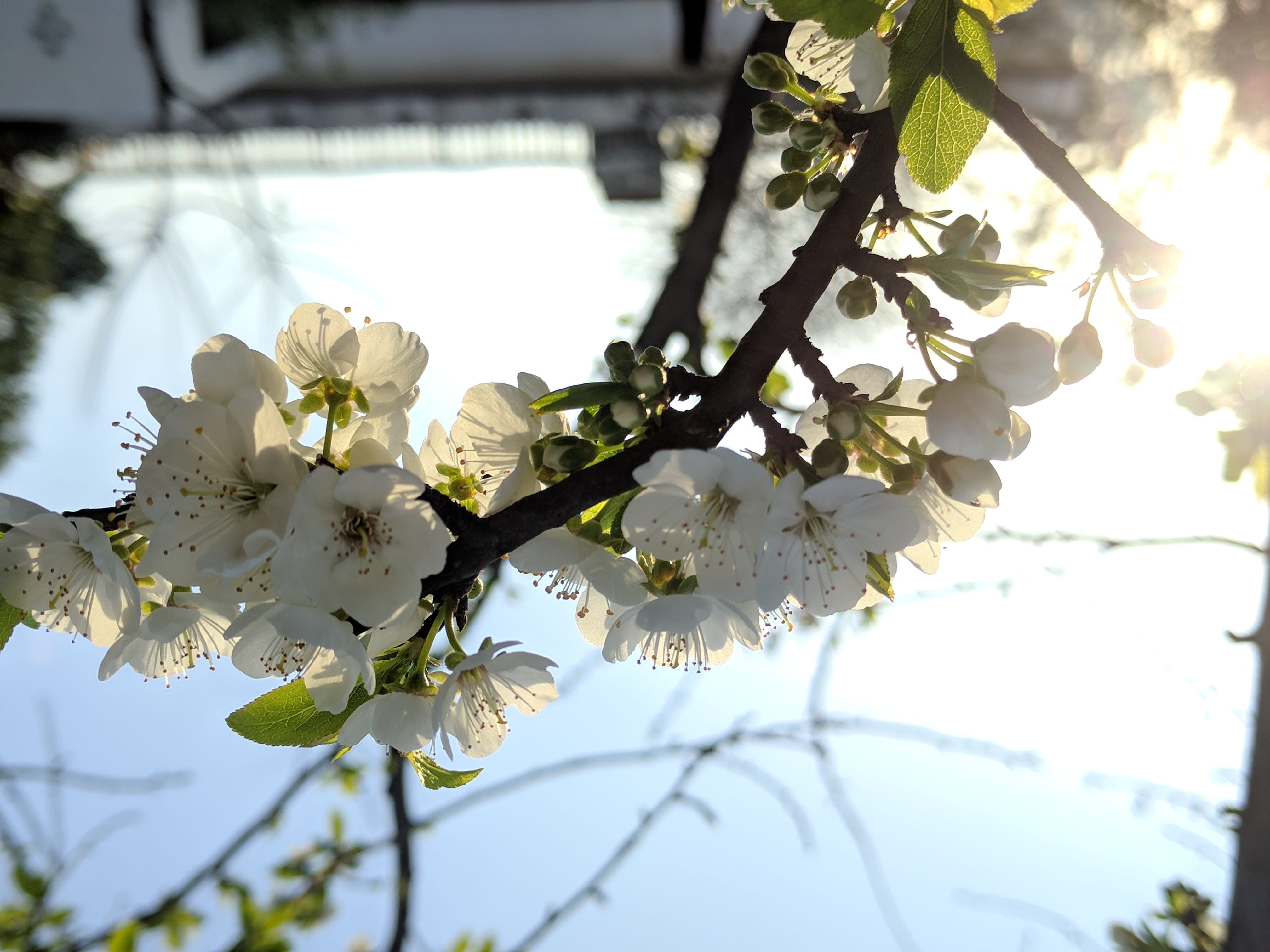 flower, vulnerability, Love, no people, cherry blossom, Sun, day, india, Blue Sky, close-up, spring, beauty in nature, Nature, food, flowering plant, outdoors, HD Wallpaper