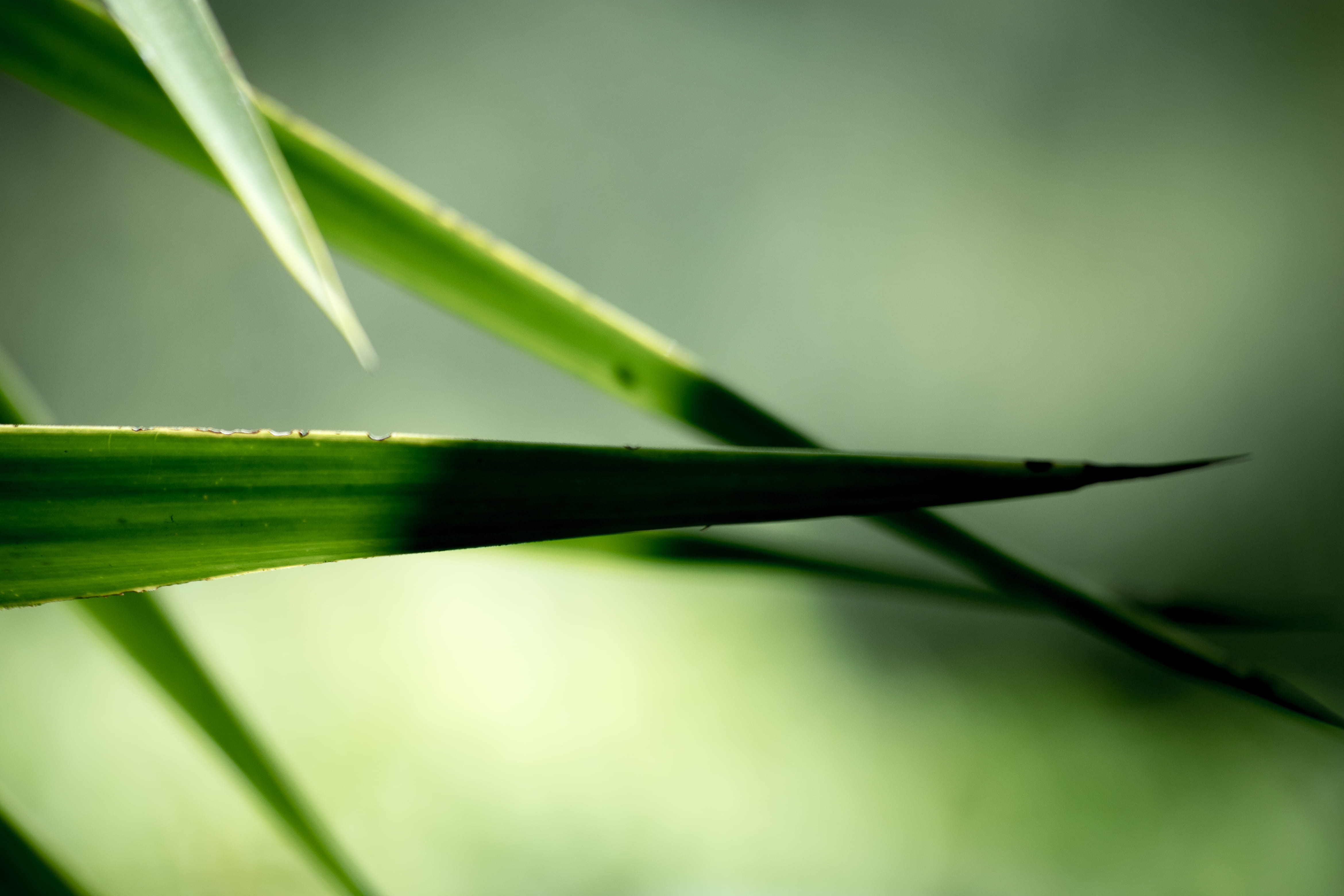 blade of grass, growth, focus on foreground, aloe vera plant, selective focus, day, green, nature, plant, medicine, outdoors, 4K, green color, blurr, no people, HD Wallpaper