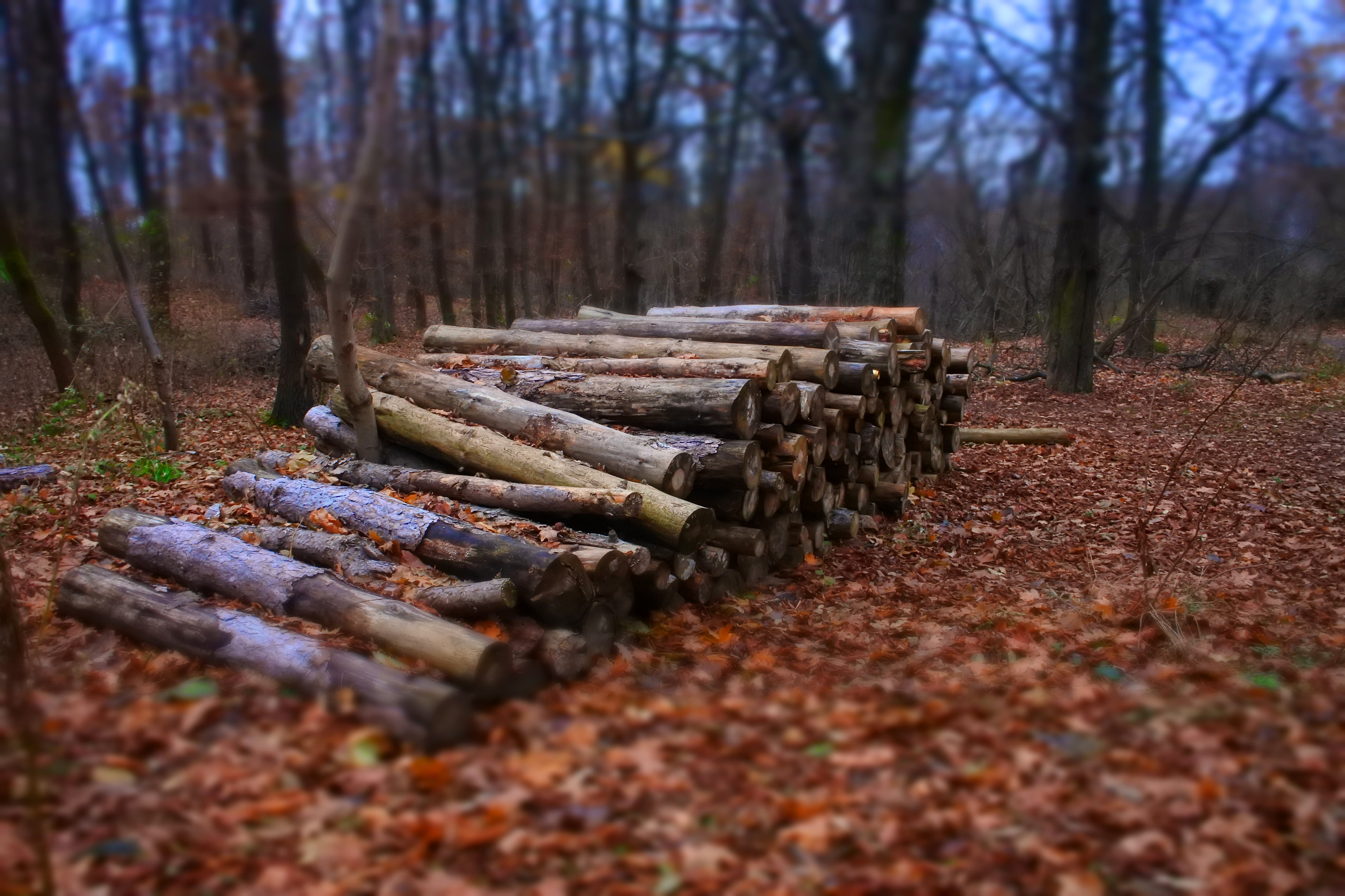 abundance, blurr, bark, lumber Industry, trees, season, pile, tree Trunk, daylight, wood - Material, dried leaves, industry, wood logs, forestry, wood, HD Wallpaper