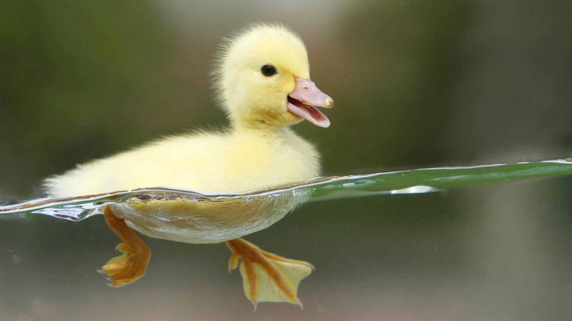 yellow, hd, art, birds, animals, water, duckling, nature, duck, 1080P, x, HD Wallpaper