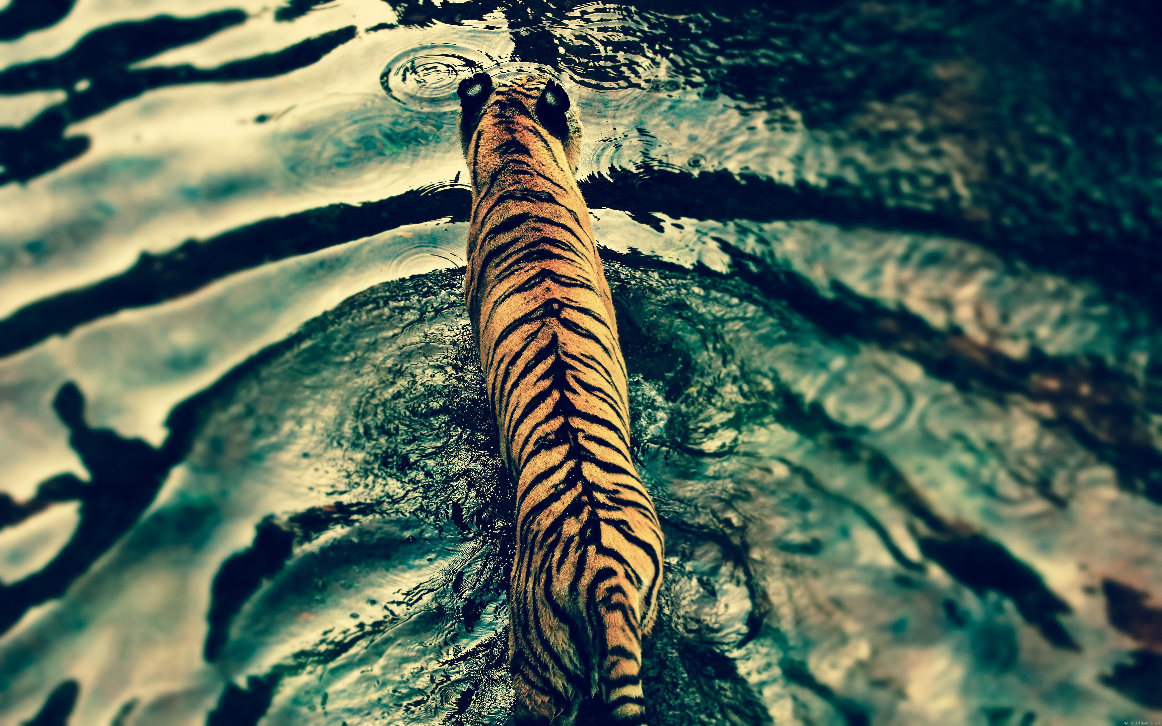 water, tiger, crossing, animal, 4K, river, back, HD Wallpaper
