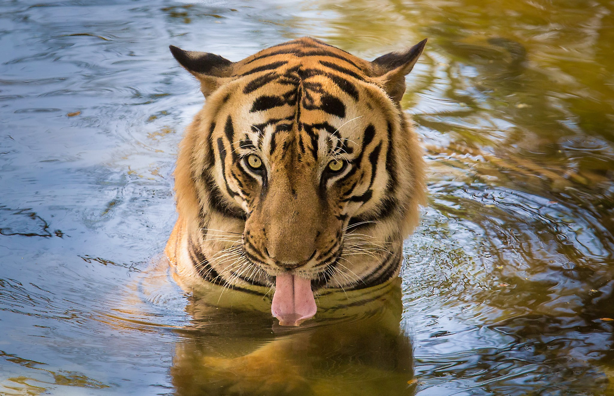 tiger, water, tongue, drinking, drinking water, eyes, 1080P, HD Wallpaper