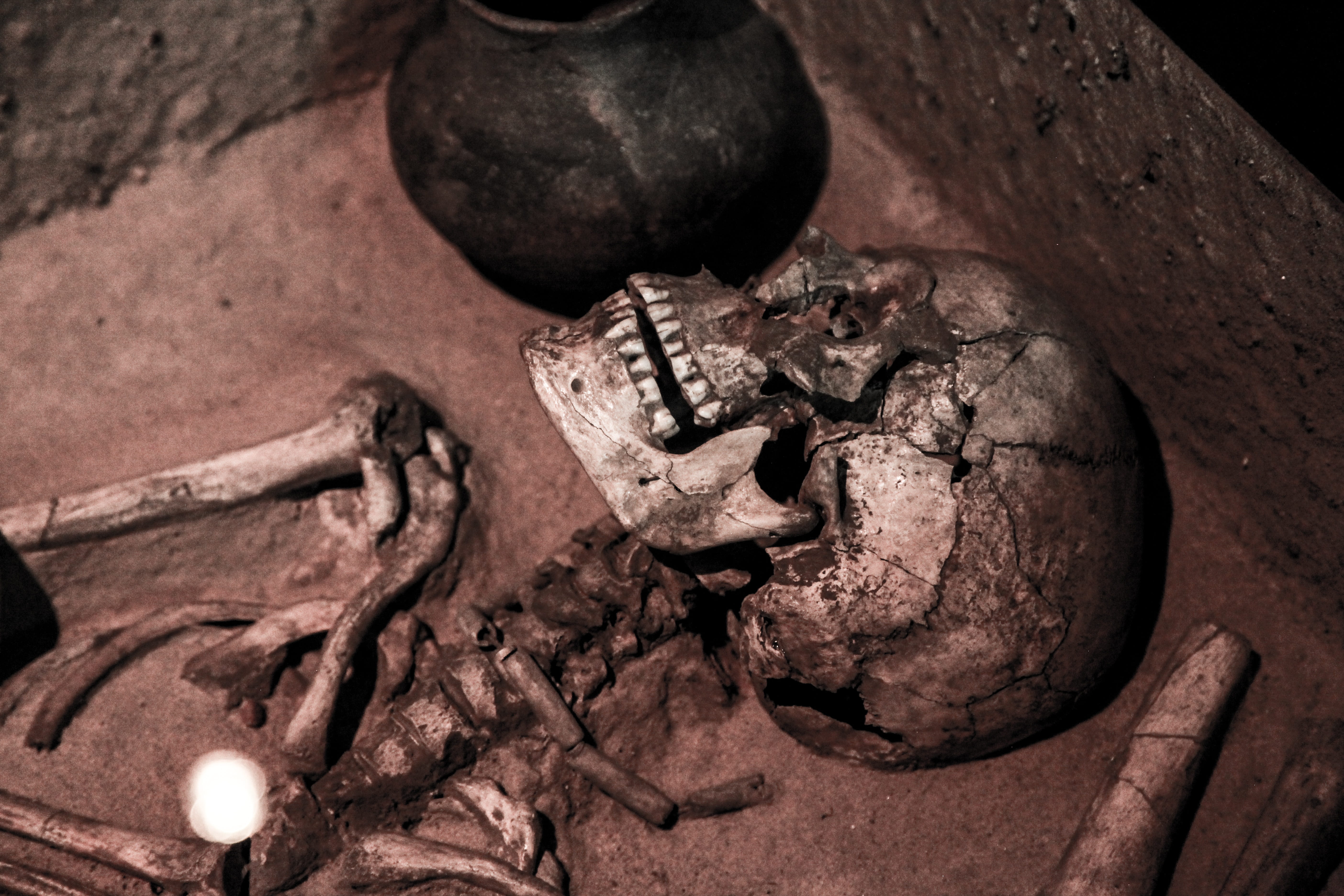 close-up, dead, anatomy, weathered, bone, corpse, outdoors, morbid, human, high angle view, Fractured Skull, selective focus, focus on foreground, sculpture, HD Wallpaper