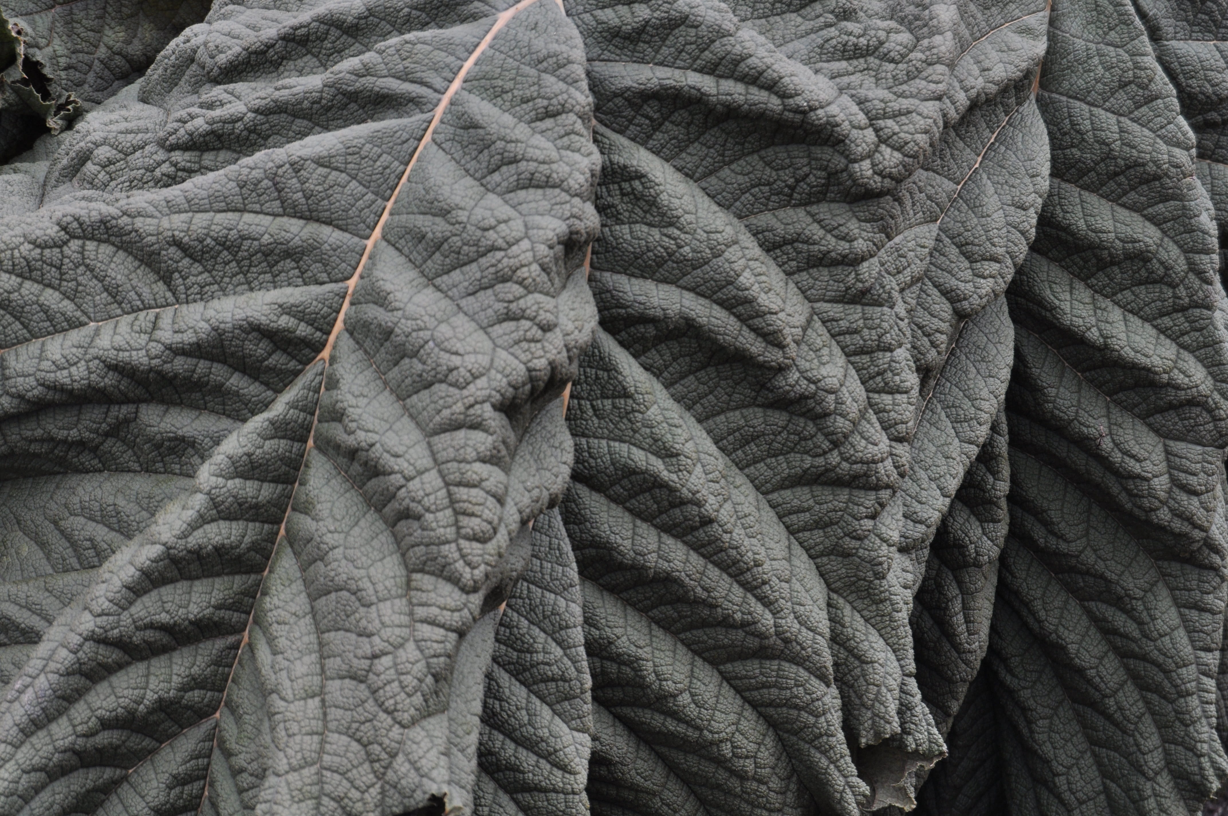 low angle view, creativity, no people, non-urban scene, textile, day, autumn, botany, solid, gunnera manicata, botanical, structure, flora, full frame, HD Wallpaper
