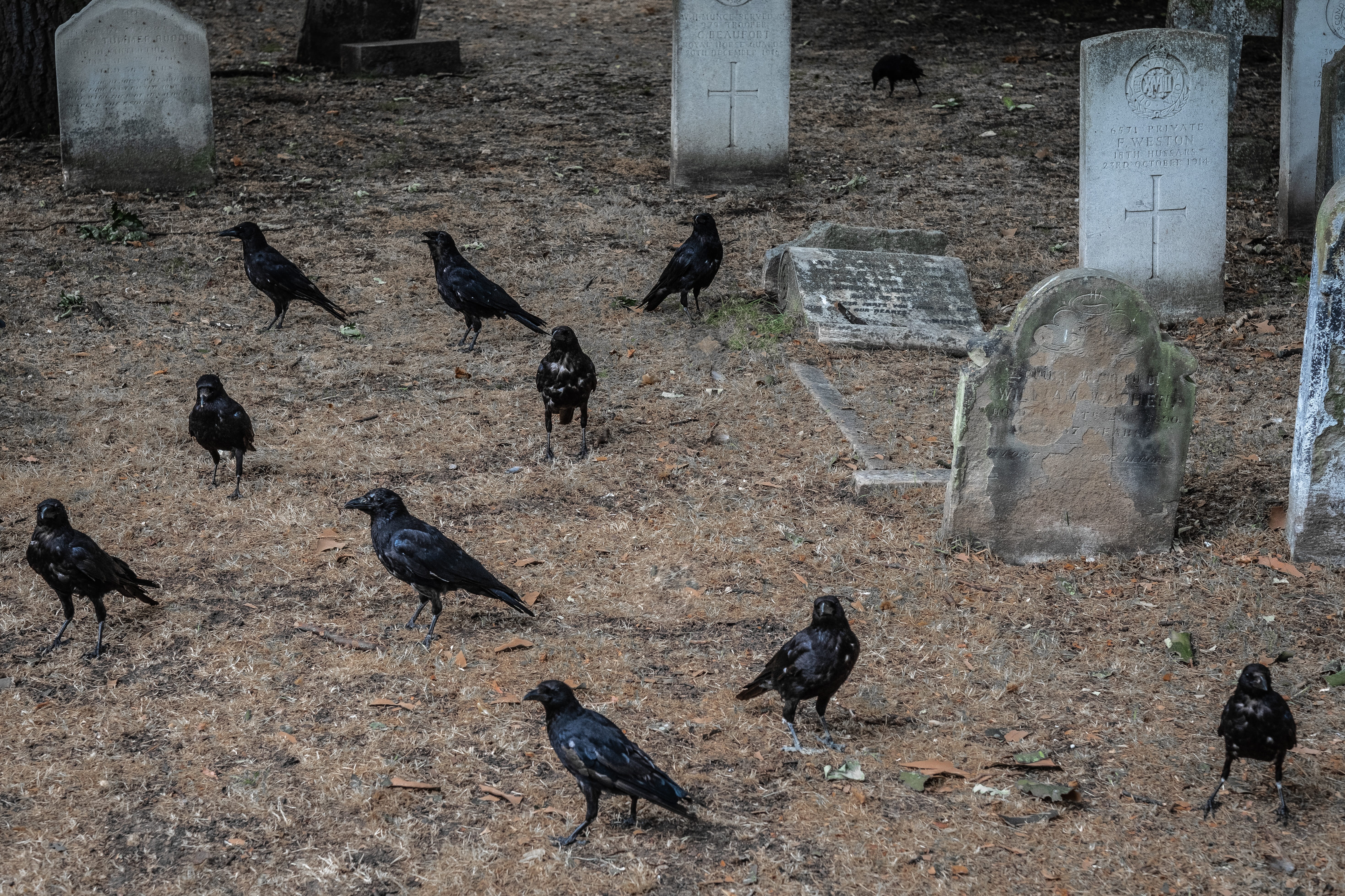 animals in the wild, feeding, animal themes, england, resting place, animal wildlife, architecture, stone, london, large group of animals, vertebrate, day, HD Wallpaper